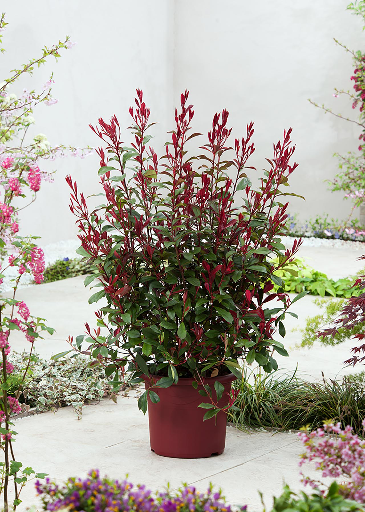 Photinia Carre Rouge 3ltr