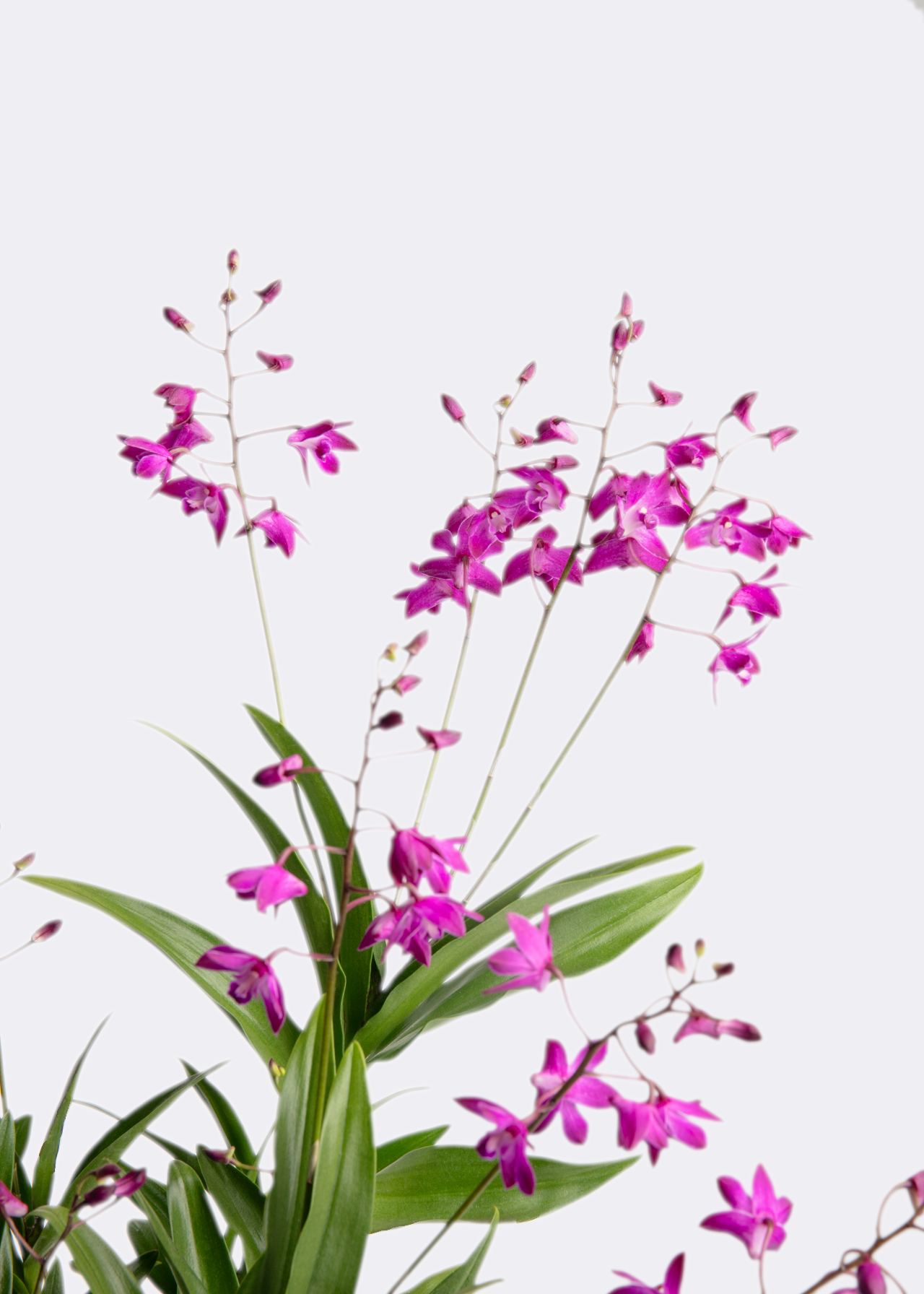 Dendrobium Berry Oda 12cm