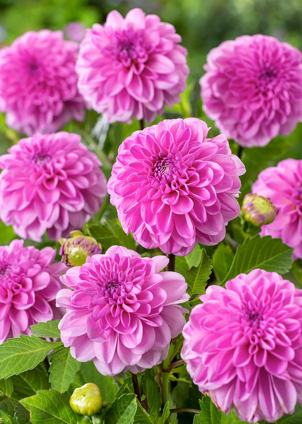 Dahlia Premium Pink 1.5ltr