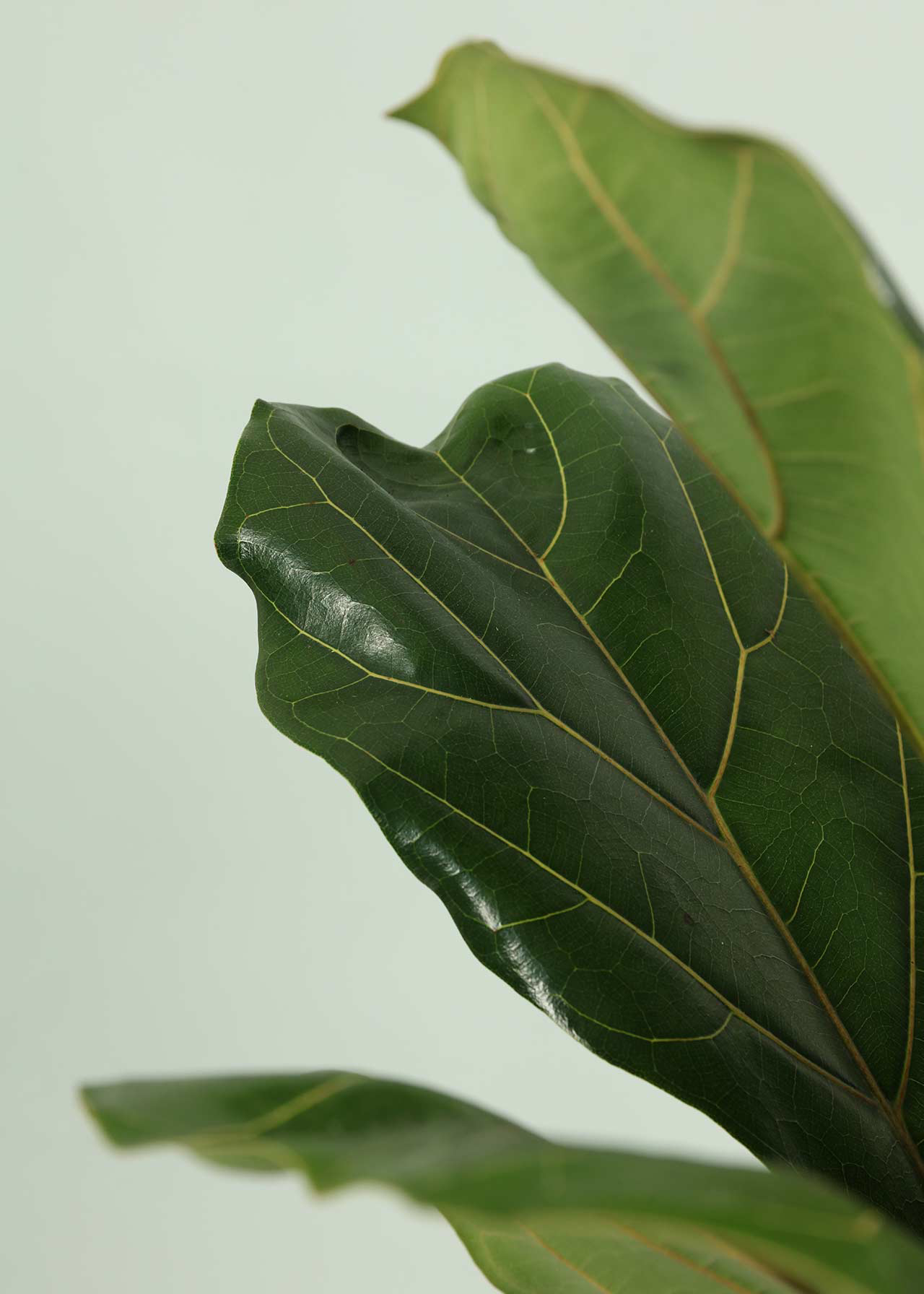 Ficus Lyrata 21cm