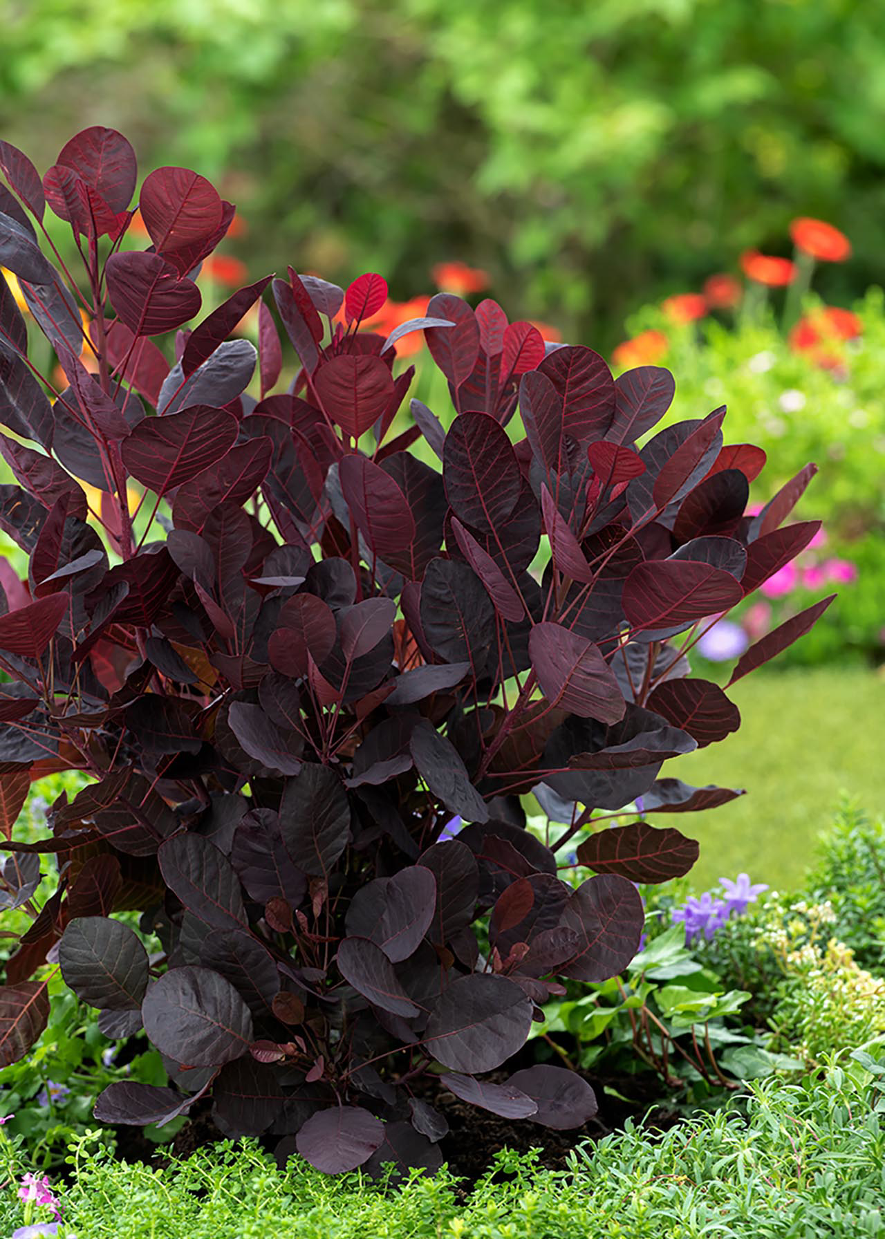 Cotinus Lilla 3ltr
