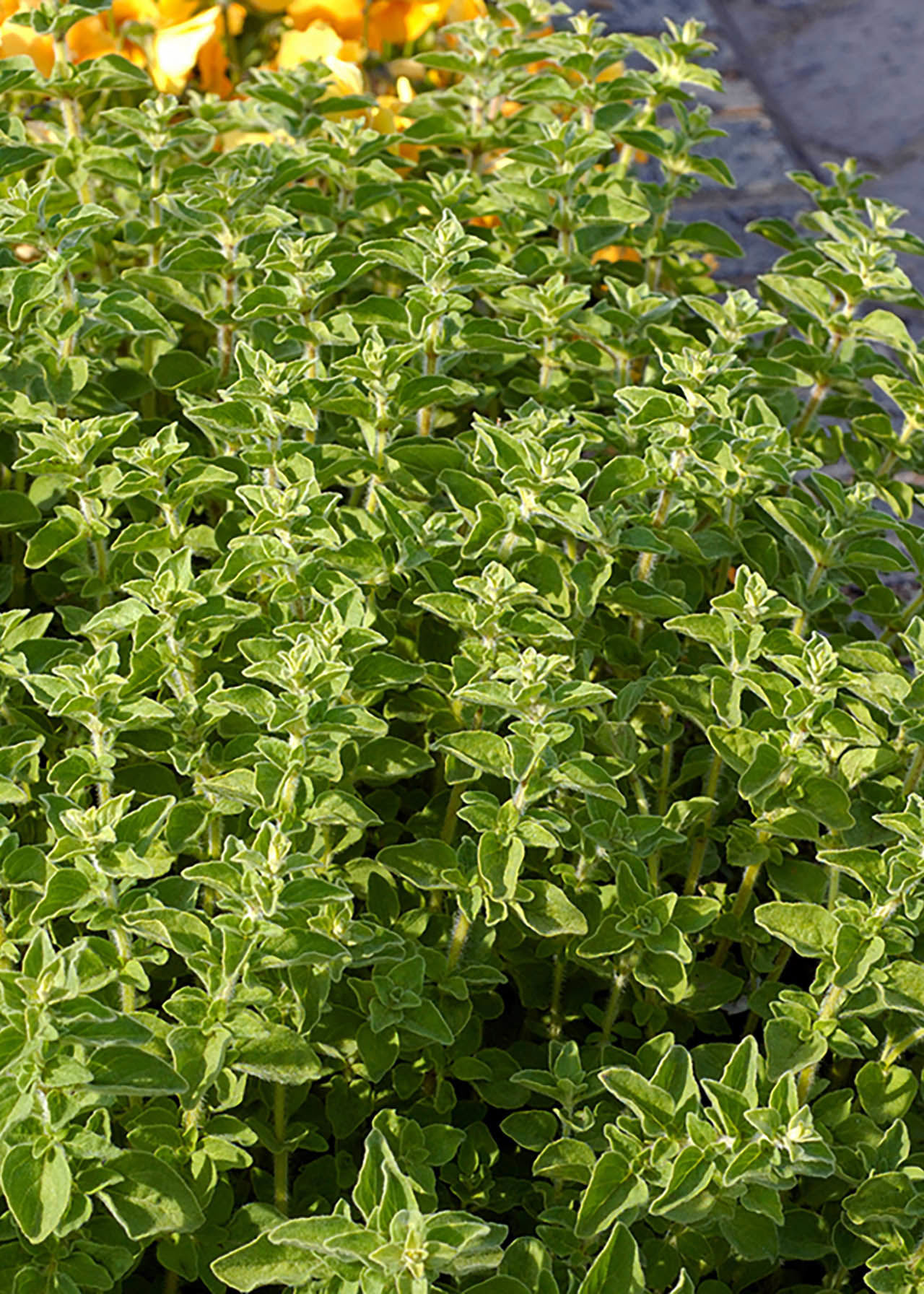 Marjoram 14cm