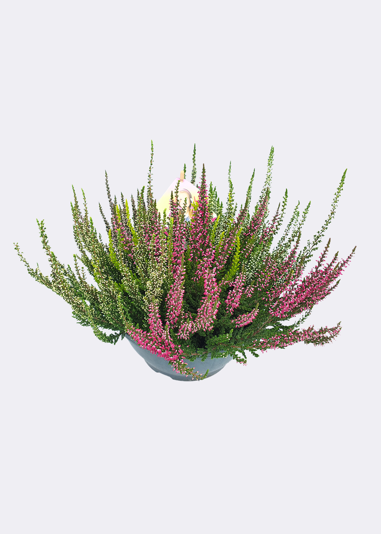 Calluna Beauty Ladies High Five 11cm