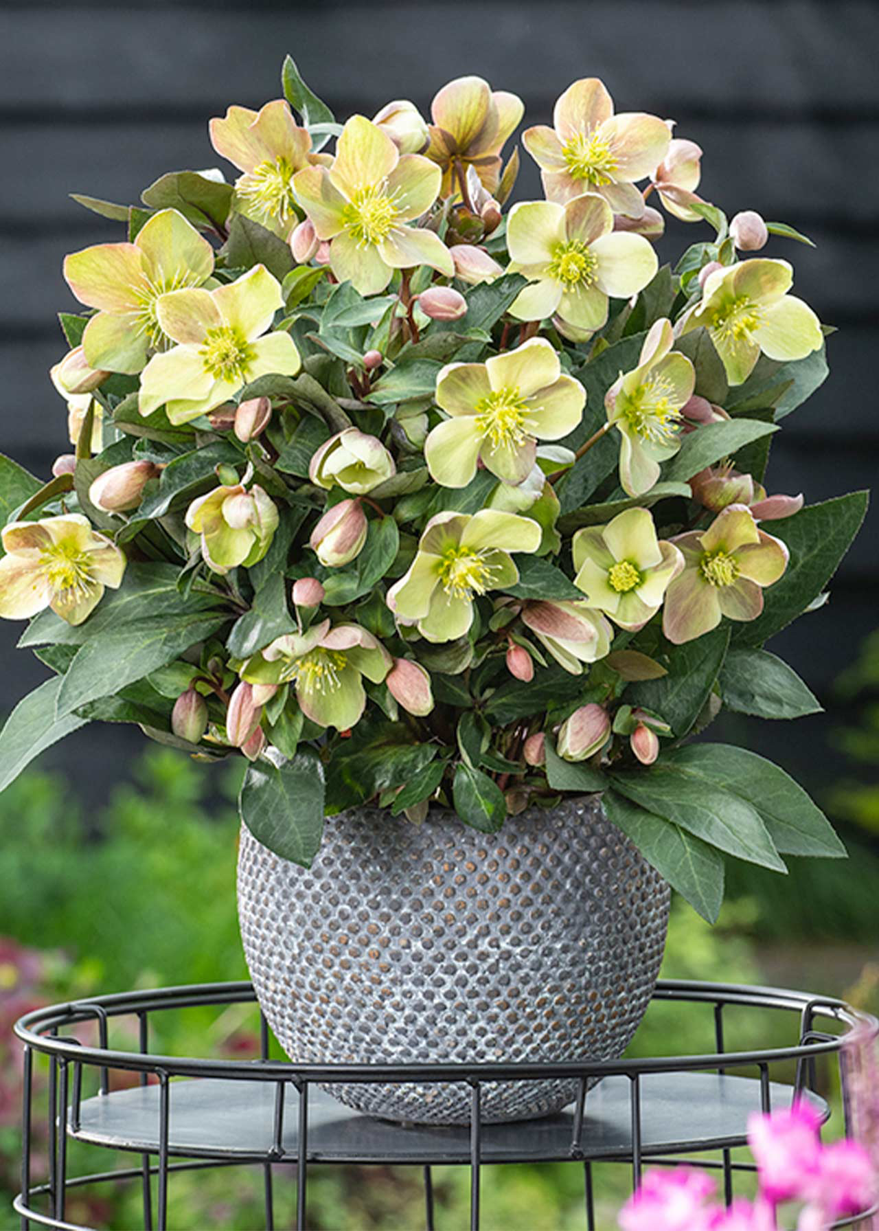 Helleborus Viv Valeria 2ltr