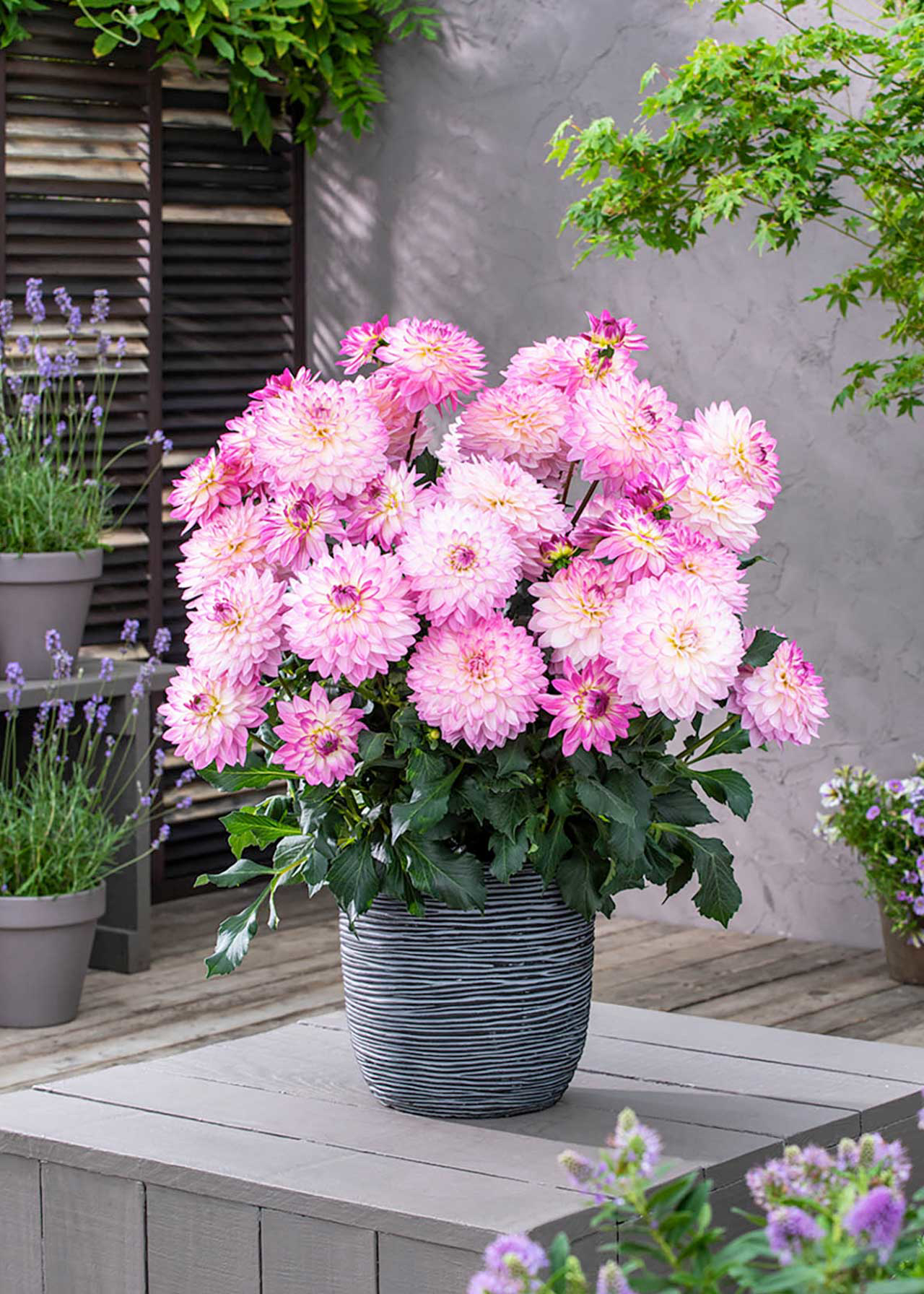 Dahlia Sincerity 1.5ltr