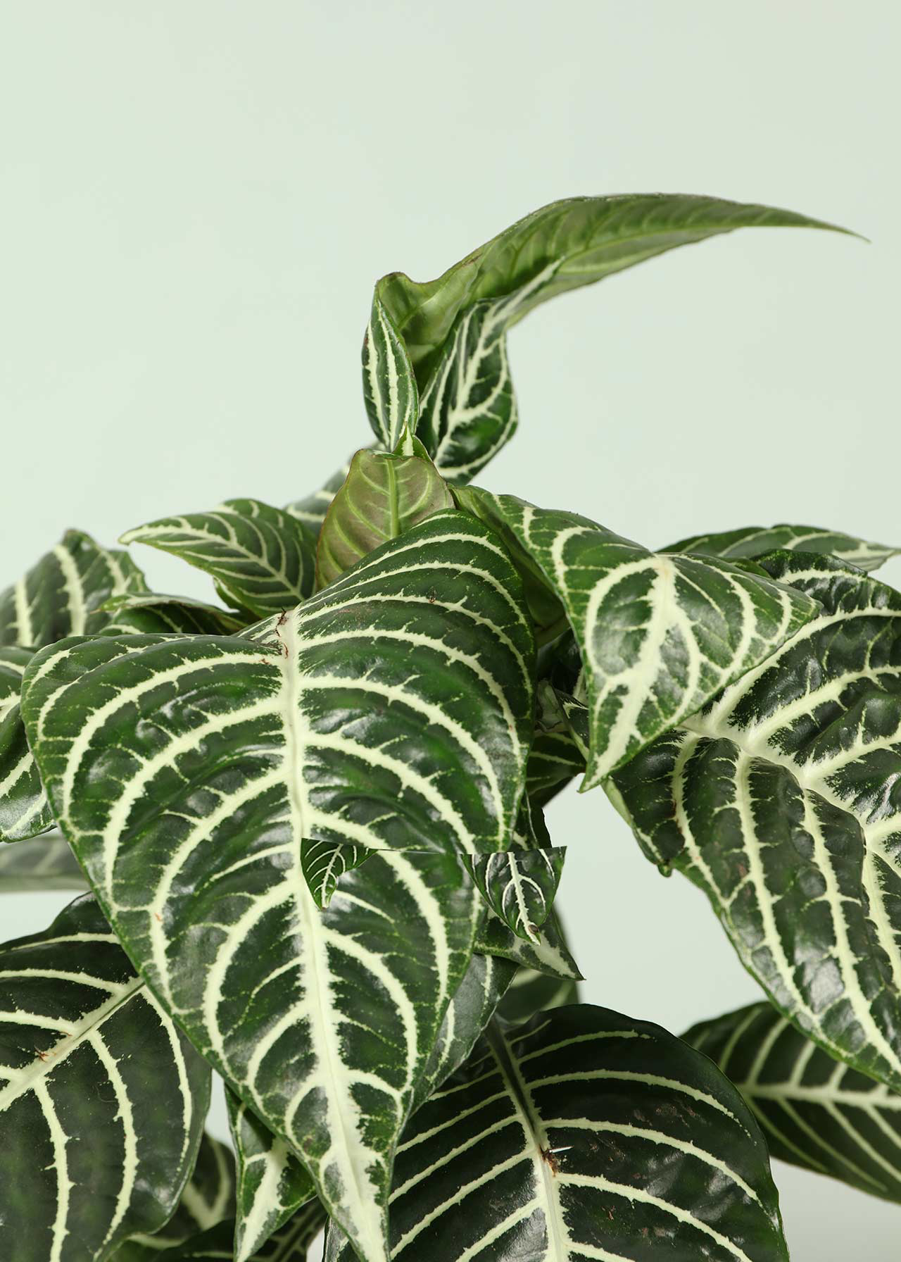 Aphelandra Botanica 13cm