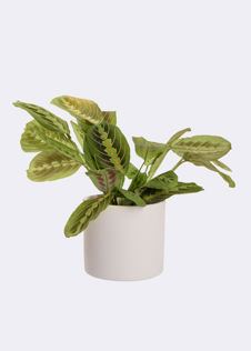 Marantha Leuconeura Fascinator 12cm