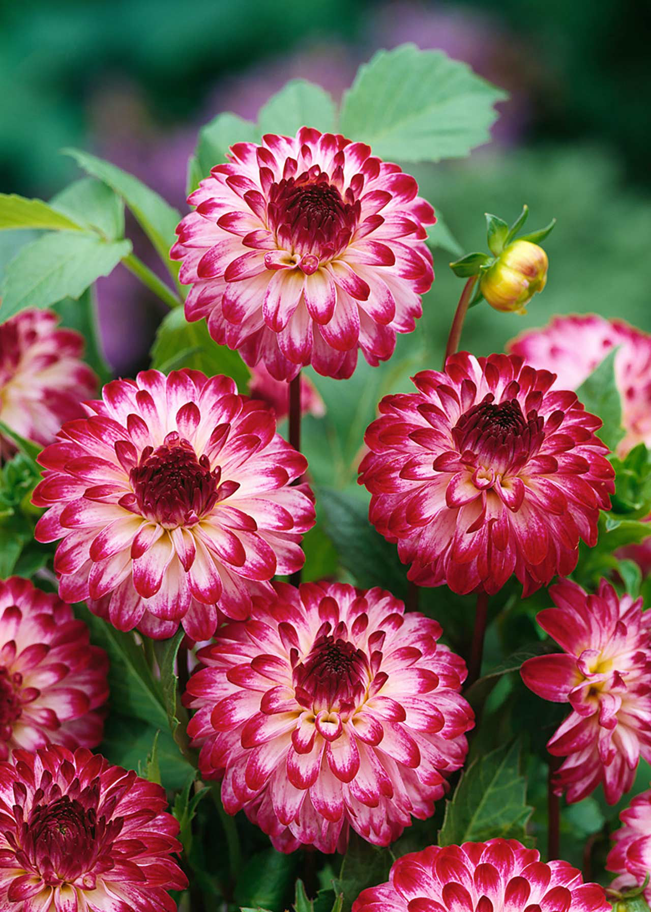 Dahlia Little Robert 3ltr