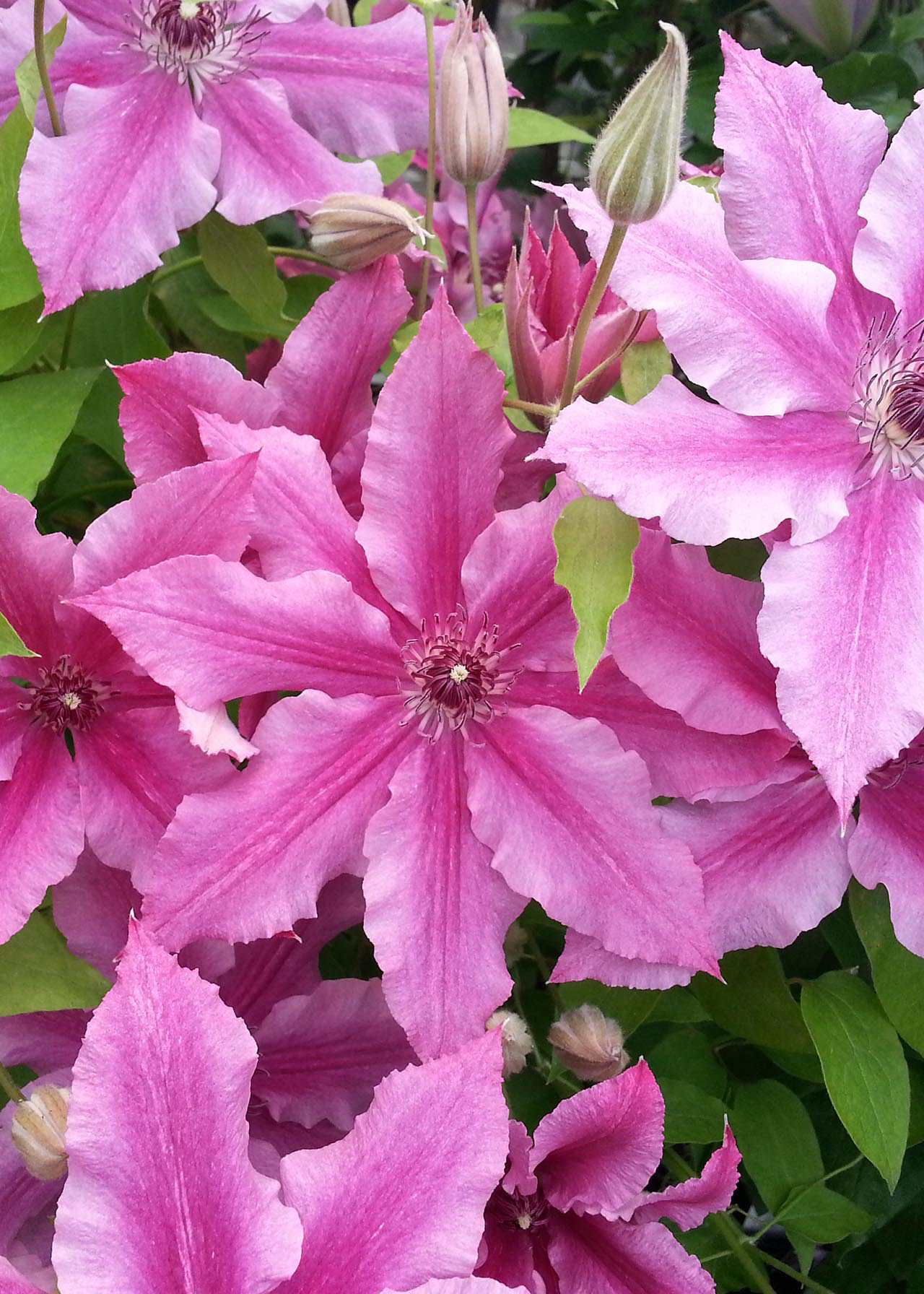 Clematis Ooh La La Evipo041 3ltr