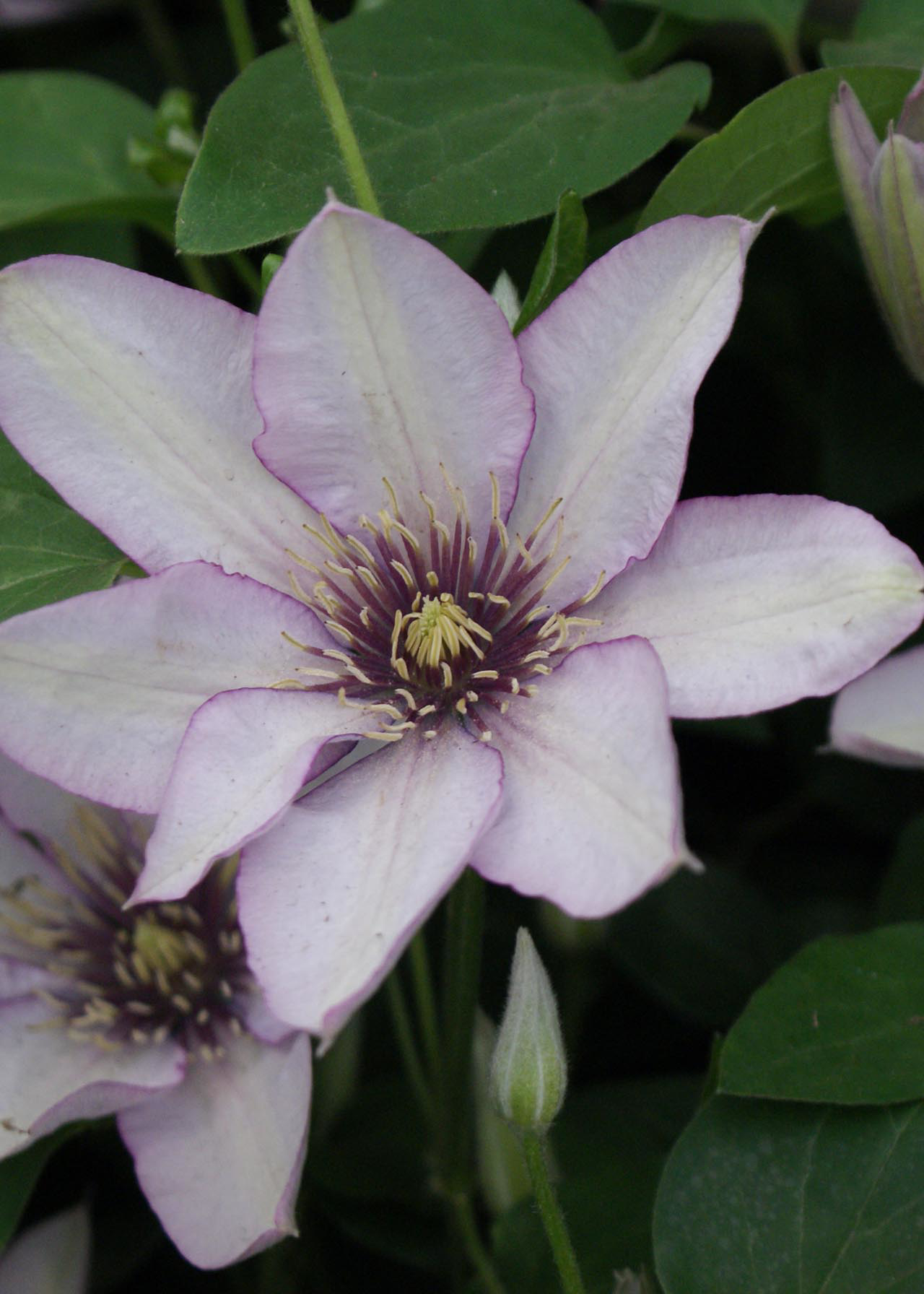 Clematis Samaritan Jo Evipo075 3ltr