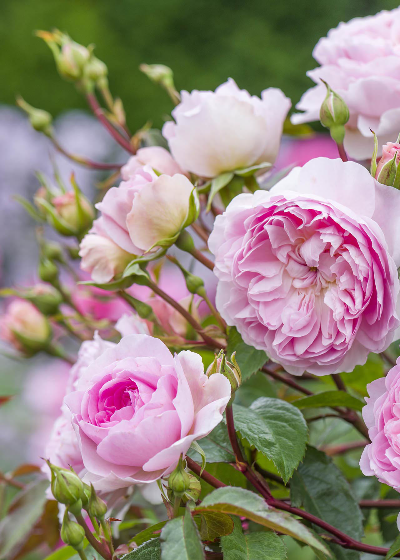 David Austin Rose 'Silas Marner' 6ltr