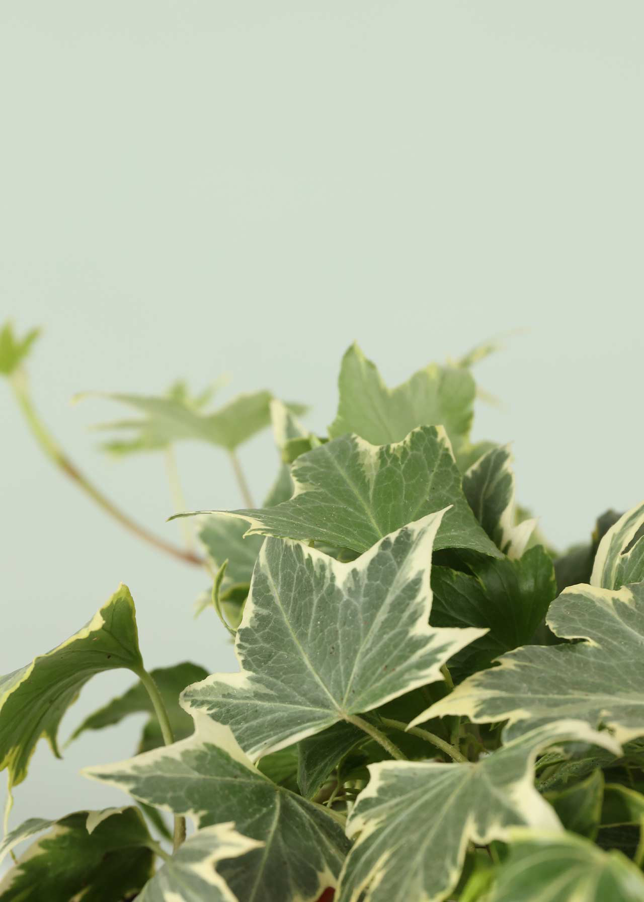 Hedera Yellow Variegated 13cm