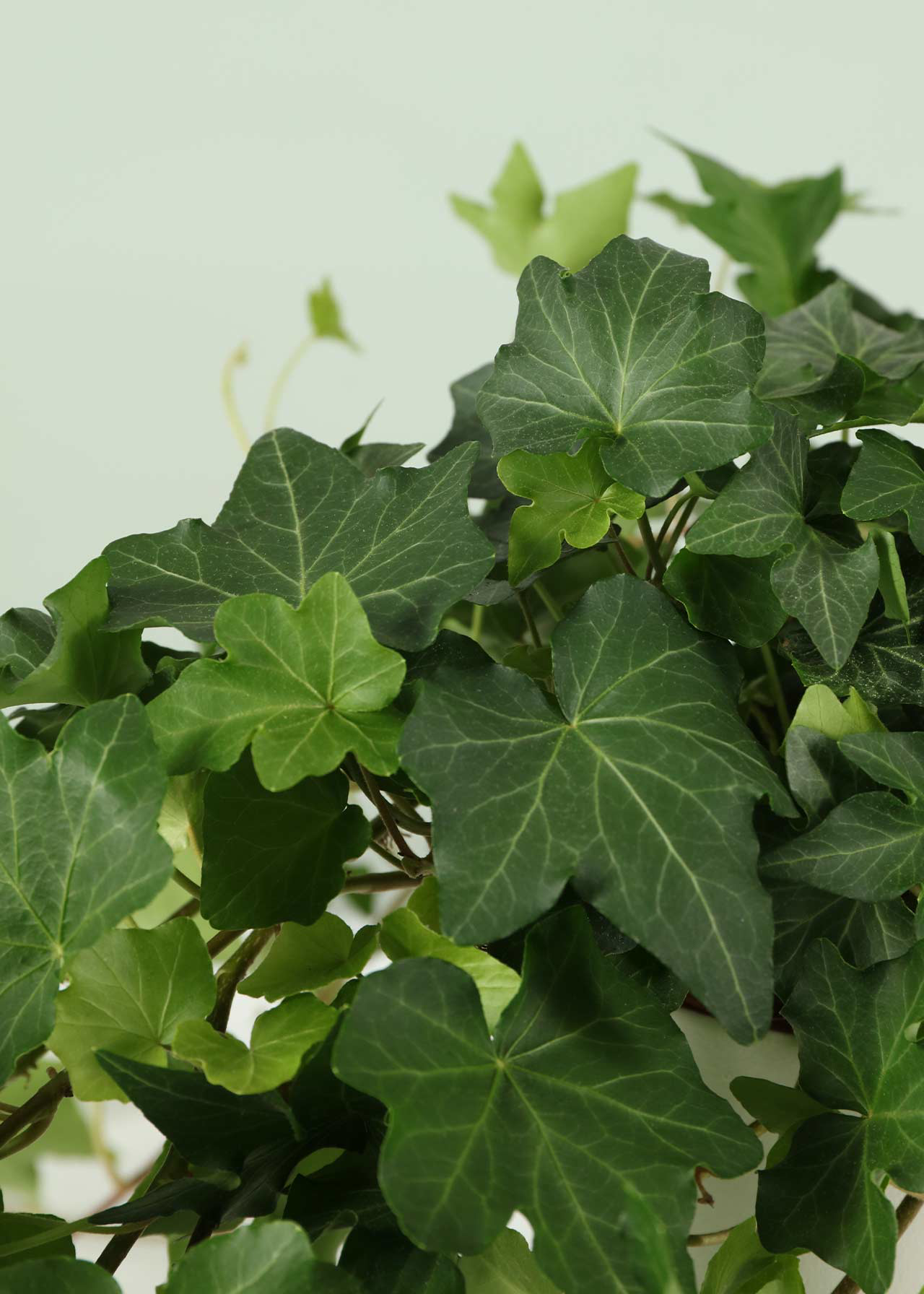 Hedera Green 13cm
