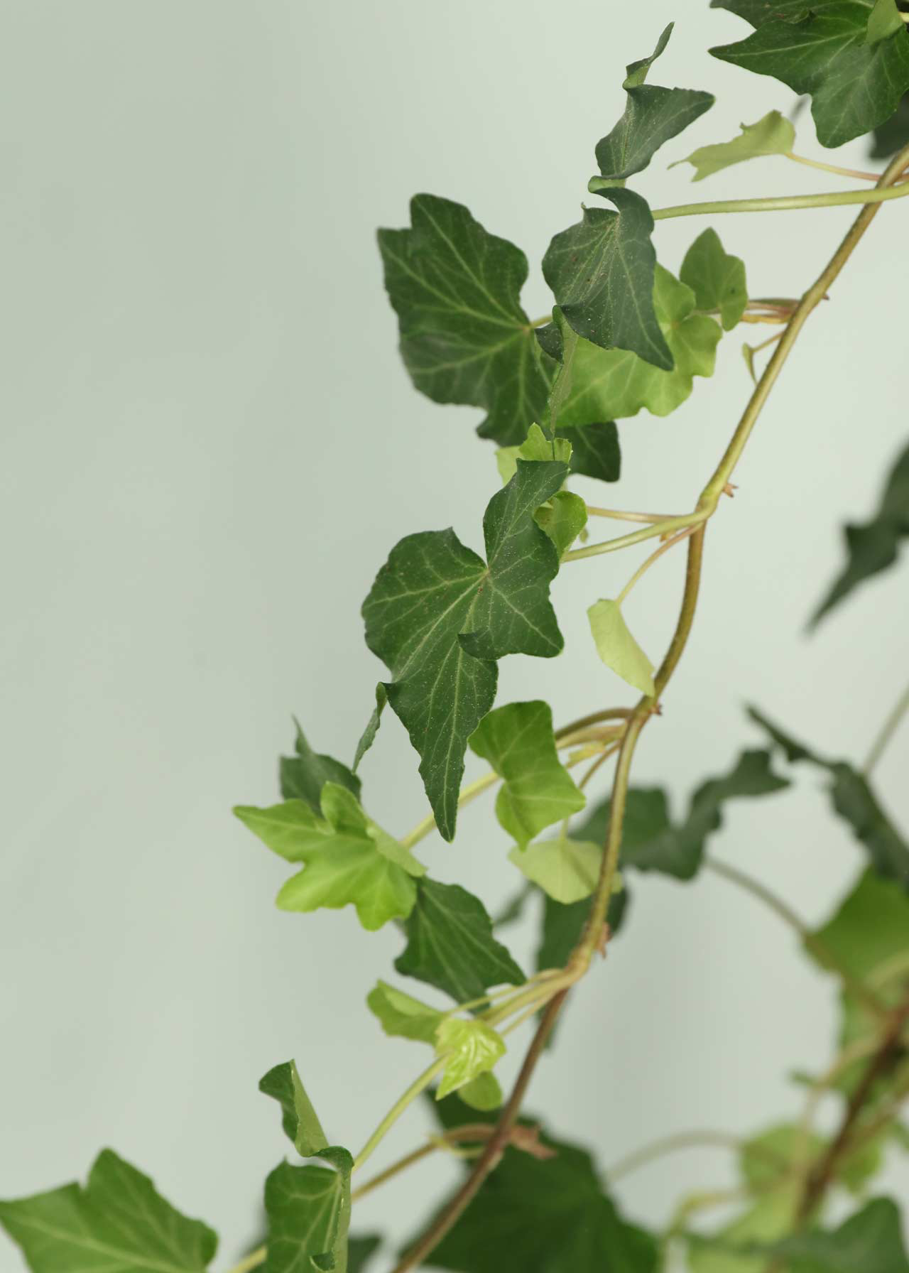 Hedera Green in Hanging Pot 19cm