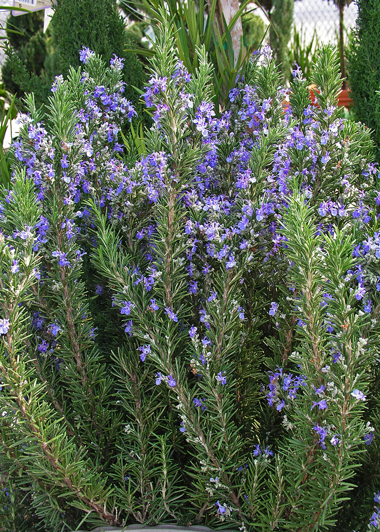 Rosmarinus Tuscan Blue 1ltr