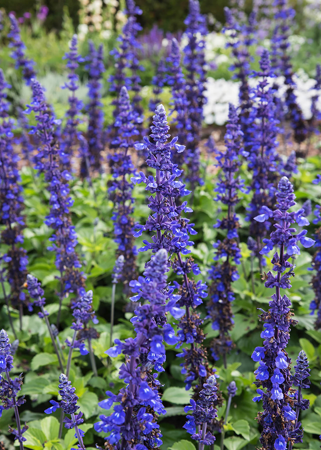 Salvia Mystic Spires 1.5ltr