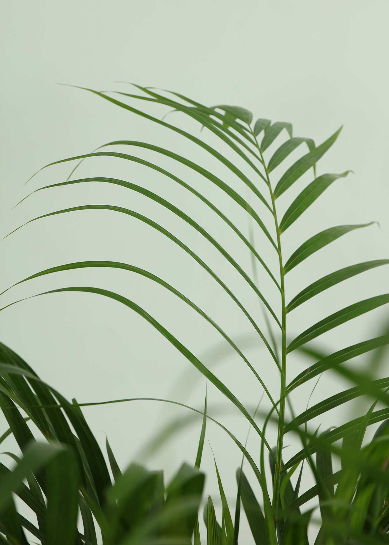 Dypsis Lutescens 24cm