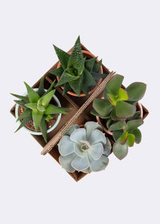Succulents in Terracotta Carry Pack 6.5cm