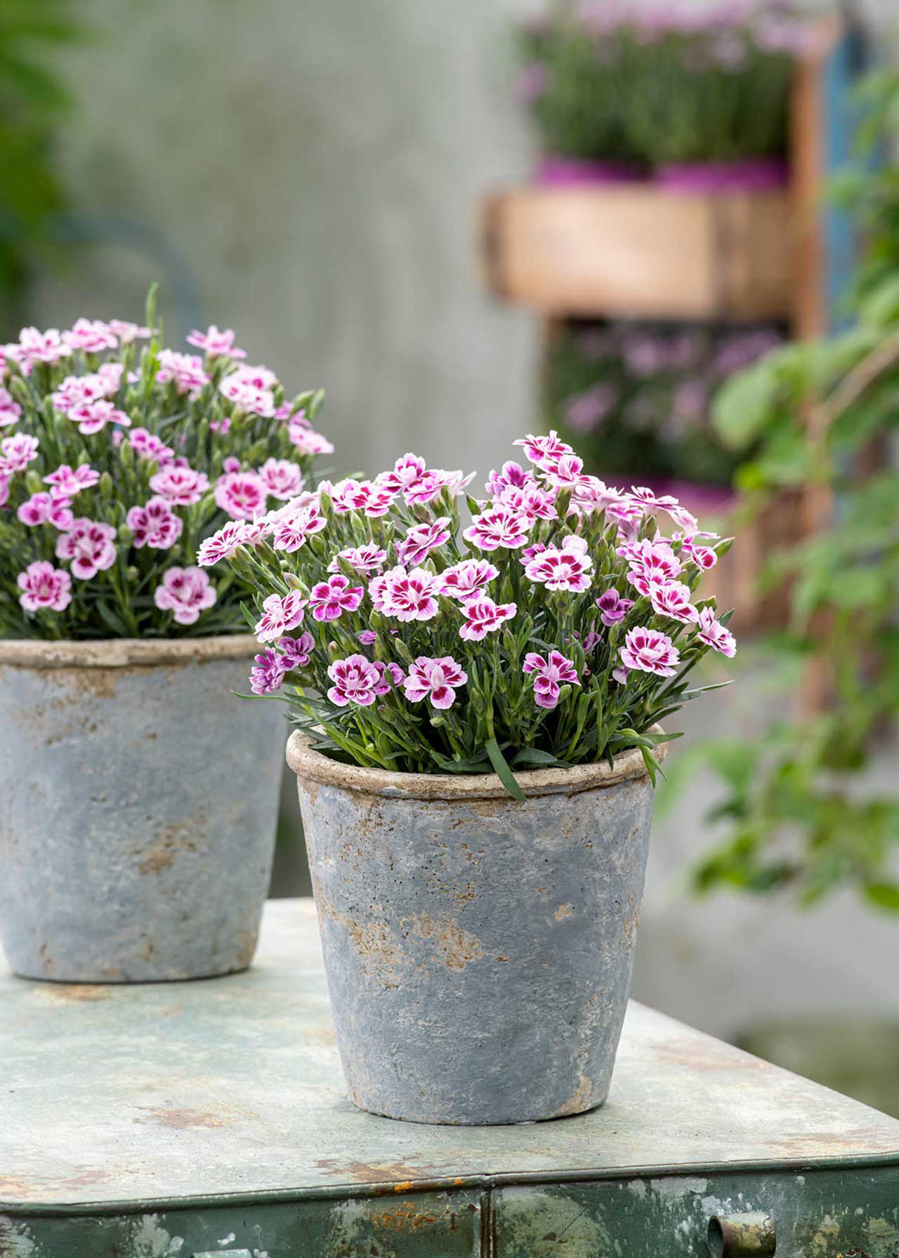 Dianthus Pink Kisses 3ltr