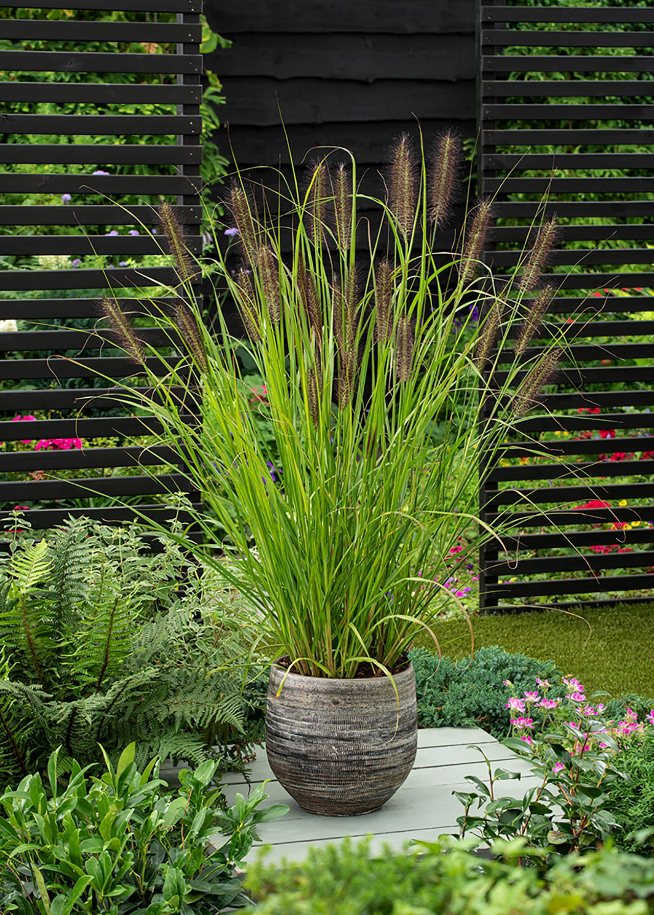 Pennisetum Red Head 2ltr