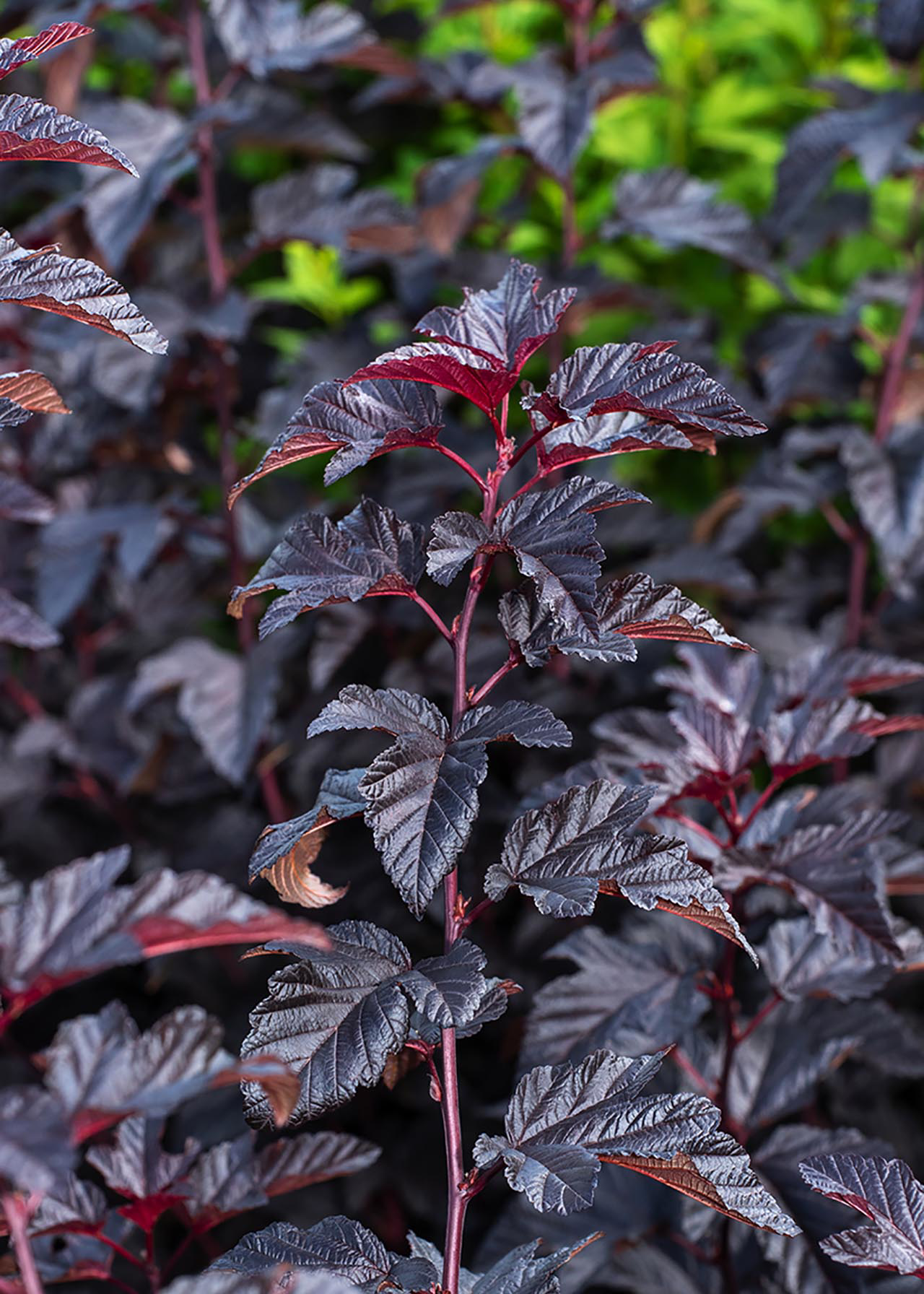 Physocarpus Rubella 3ltr