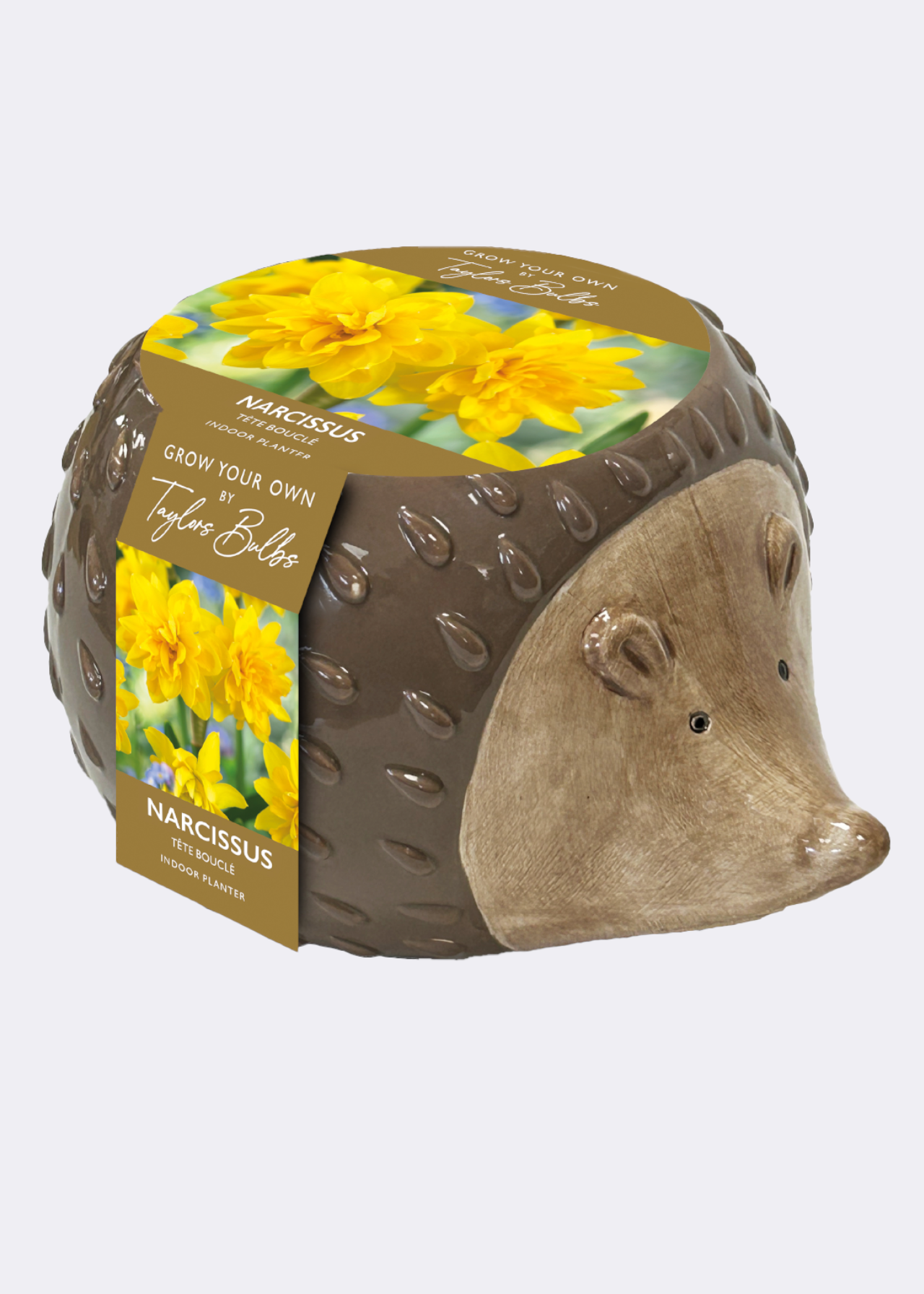 Indoor Daffodil Tete Boucle Bulb Hedgehog Planter