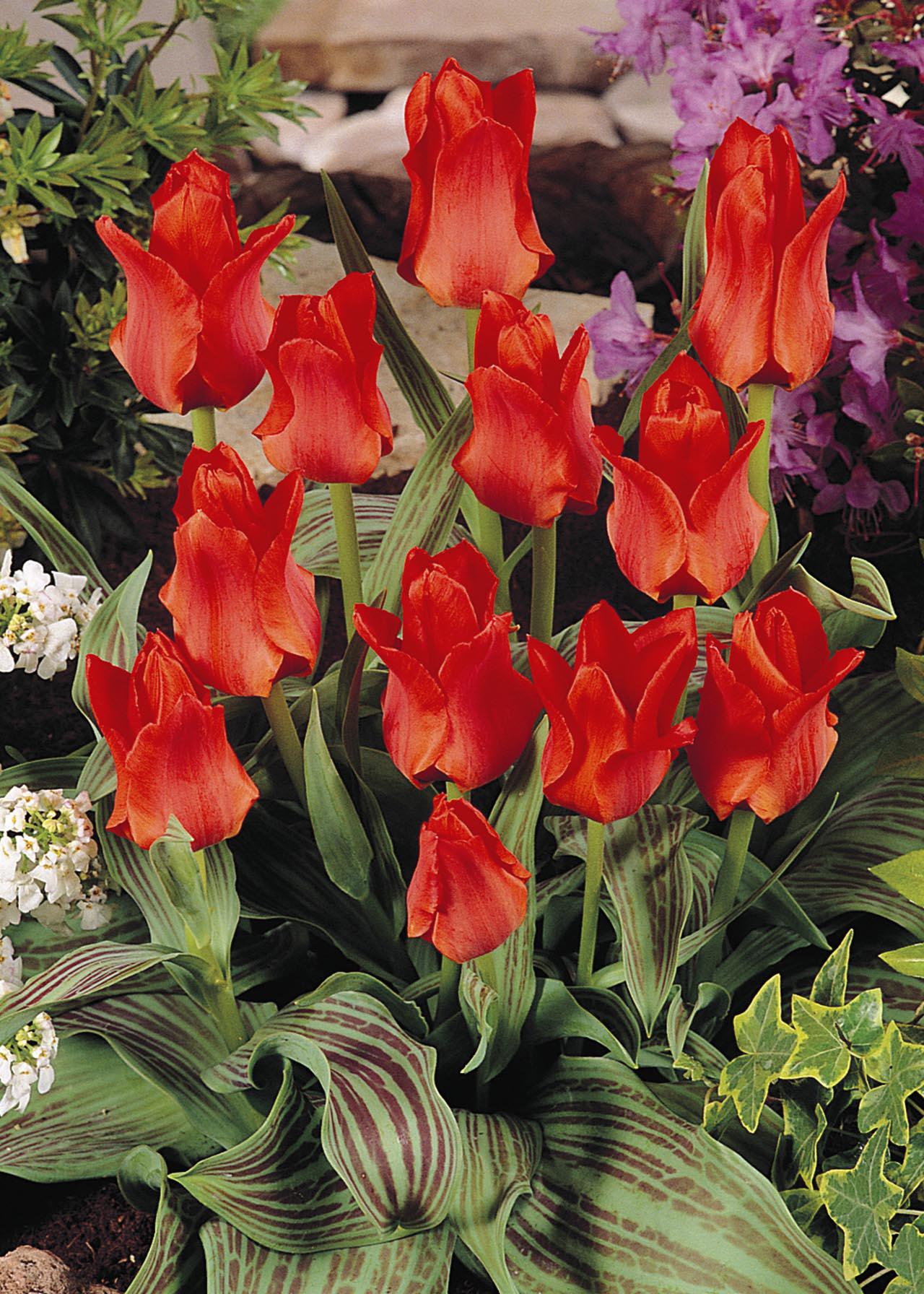 Tulip Red Riding Hood pack of 5
