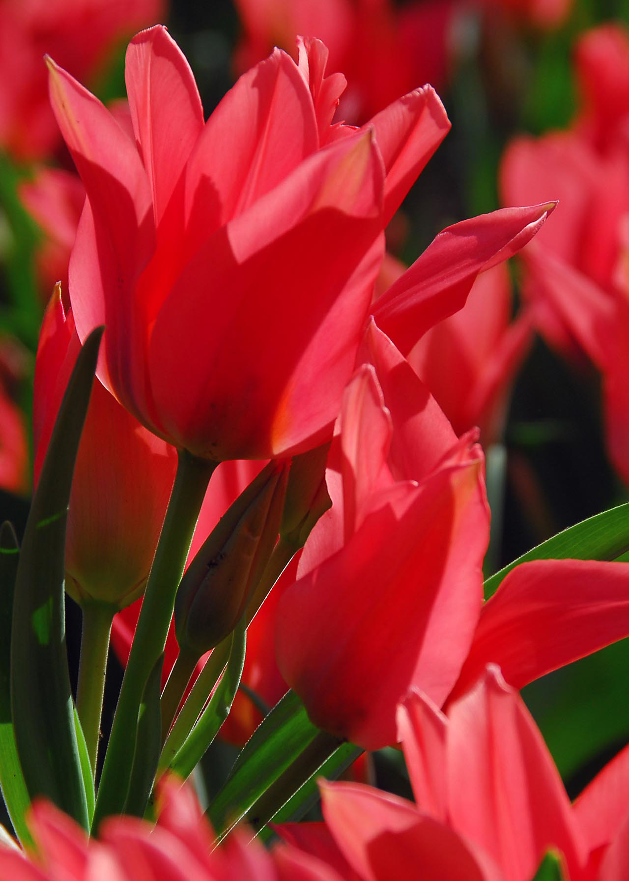 Tulip Toronto pack of 5
