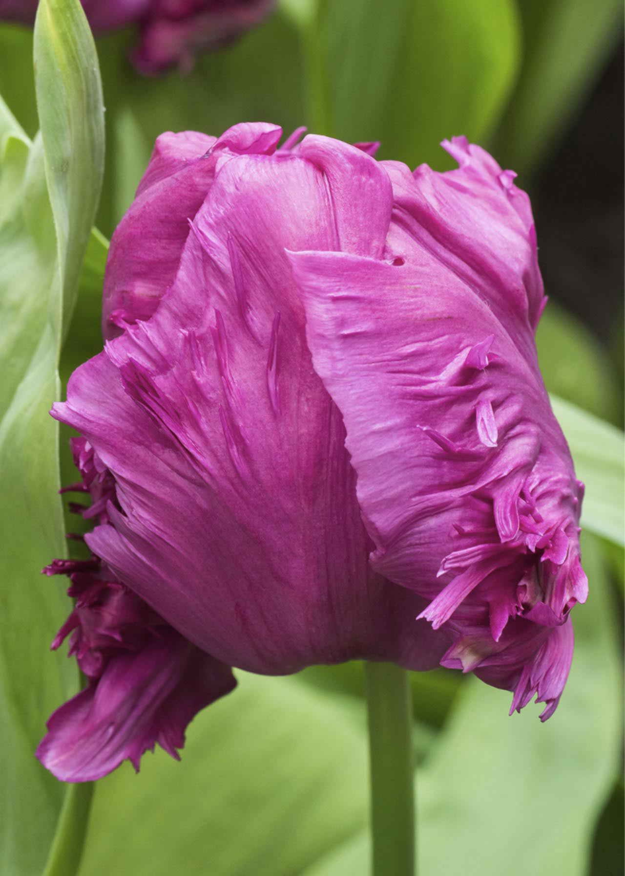 Tulip Parrot Prince pack of 5