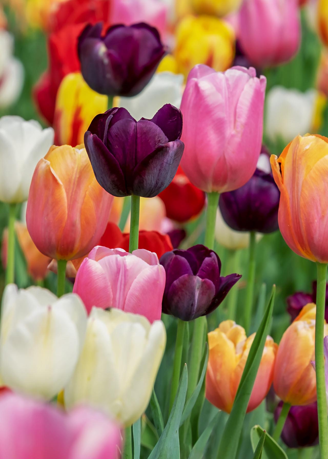 Tulip Border Mix Pack of 25