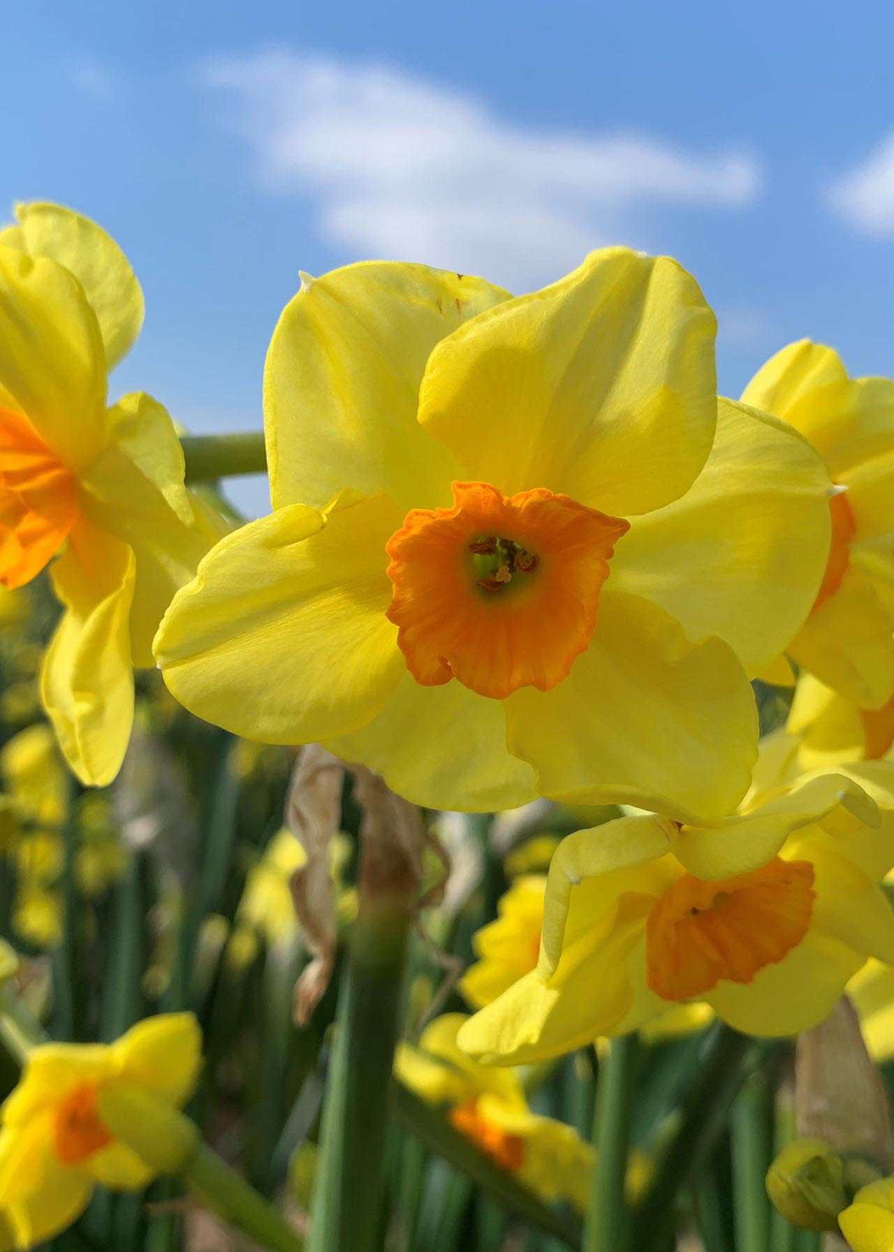 Daffodil (Narcissus) Golden Dawn Pack of 6