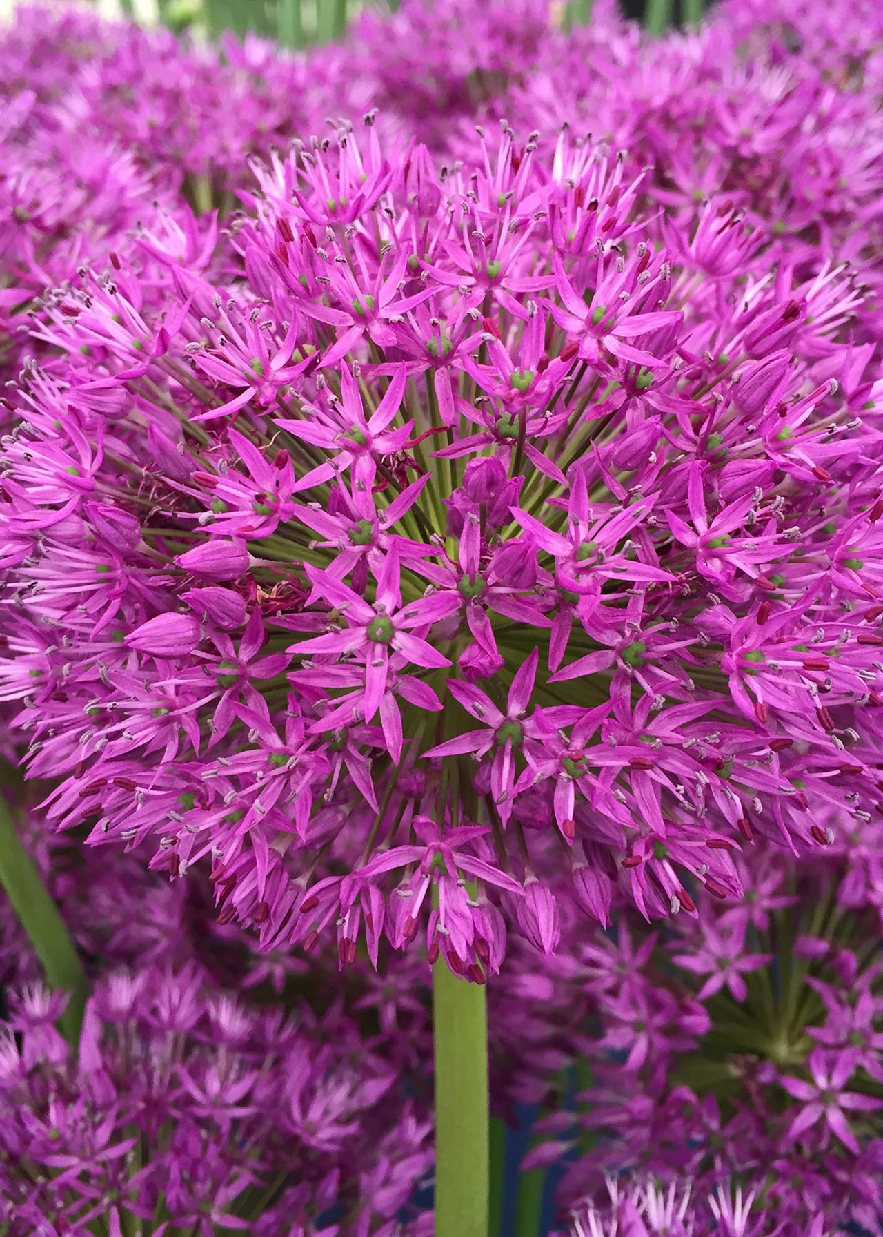 Allium Purple Sensation pack of 6
