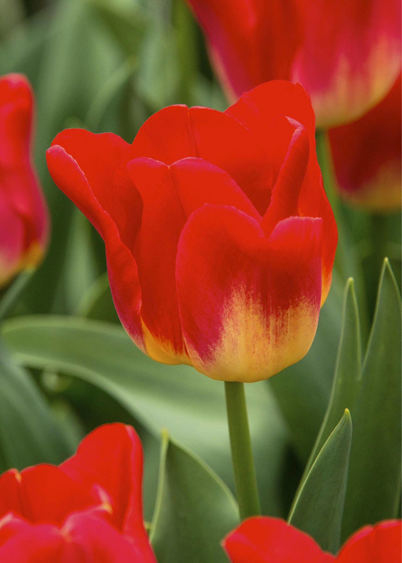 Tulip Match pack of 5