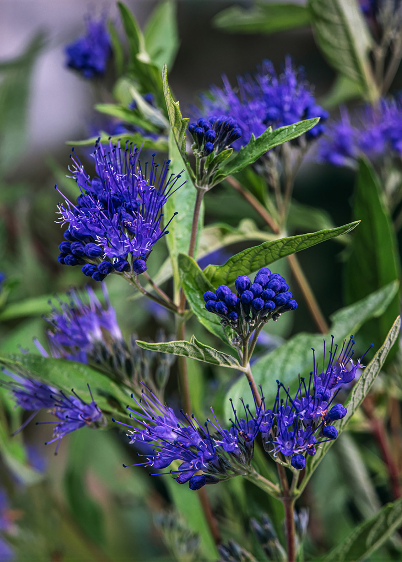Caryopteris Dark Knight 3ltr