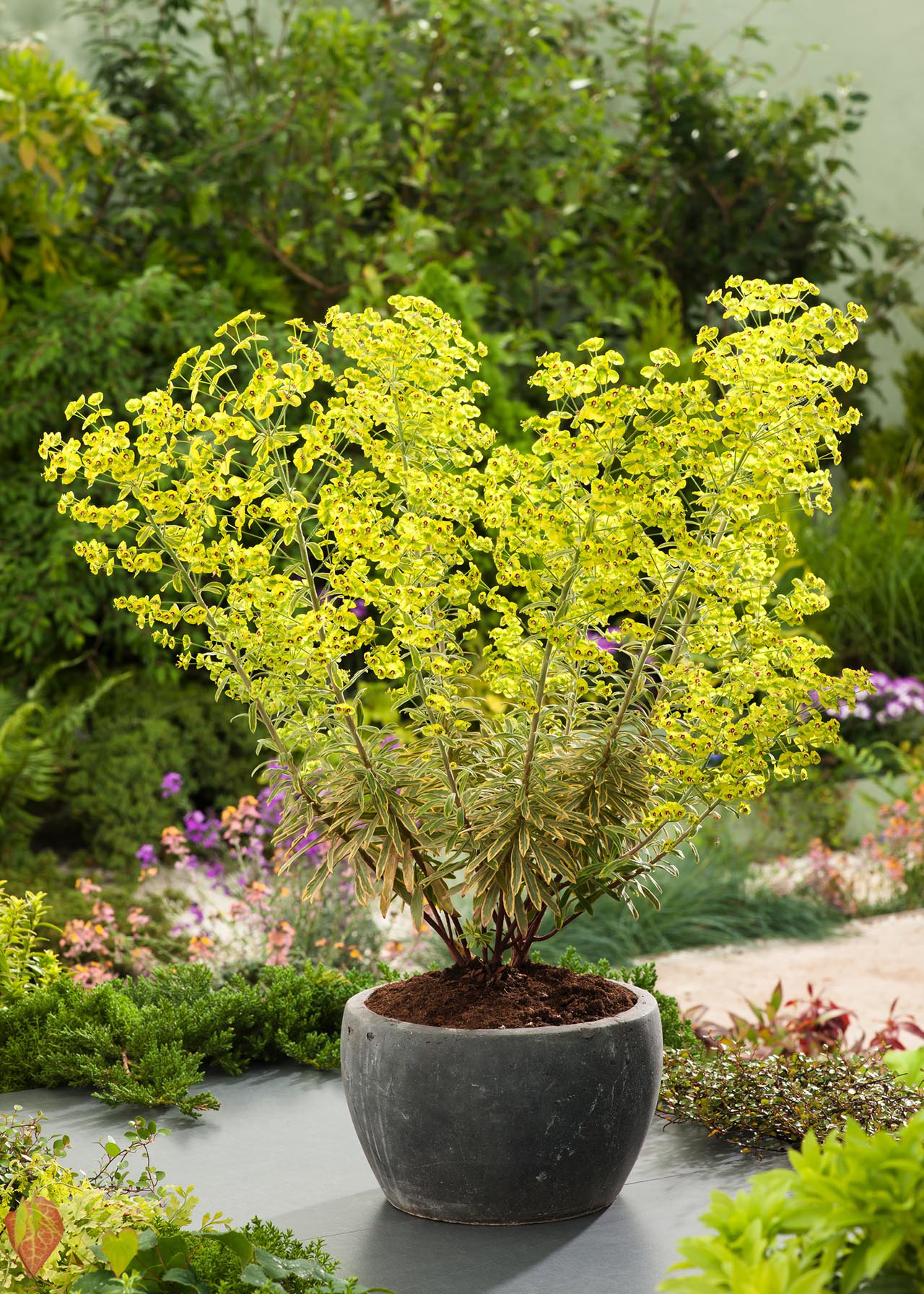 Euphorbia Ascott Rainbow 1ltr