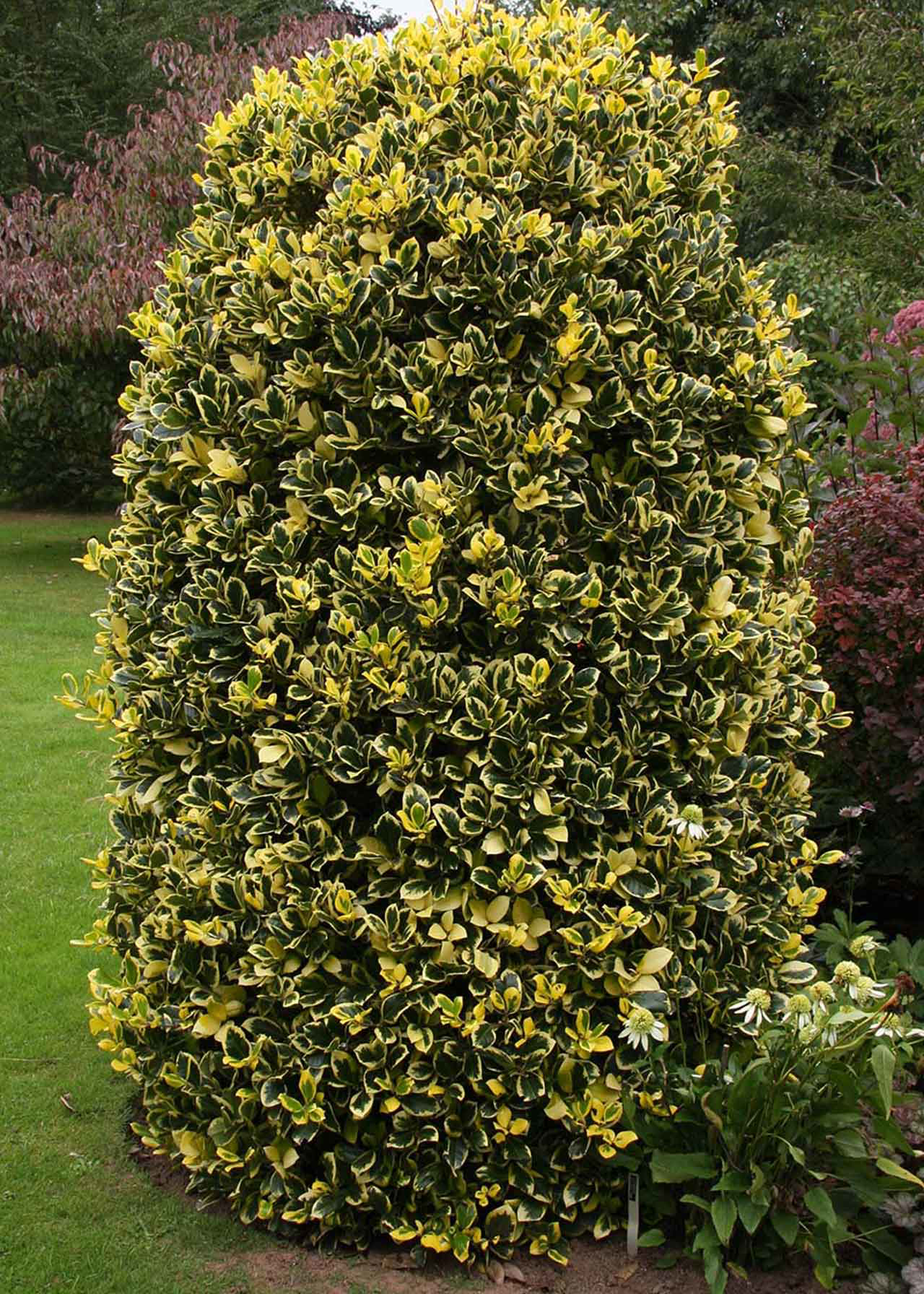 Ilex Golden King 2ltr