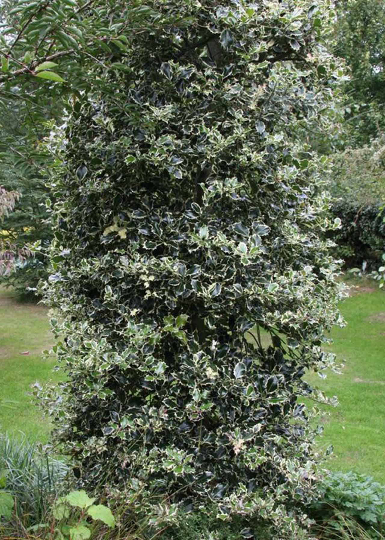 Ilex Argentea Marginata 2ltr