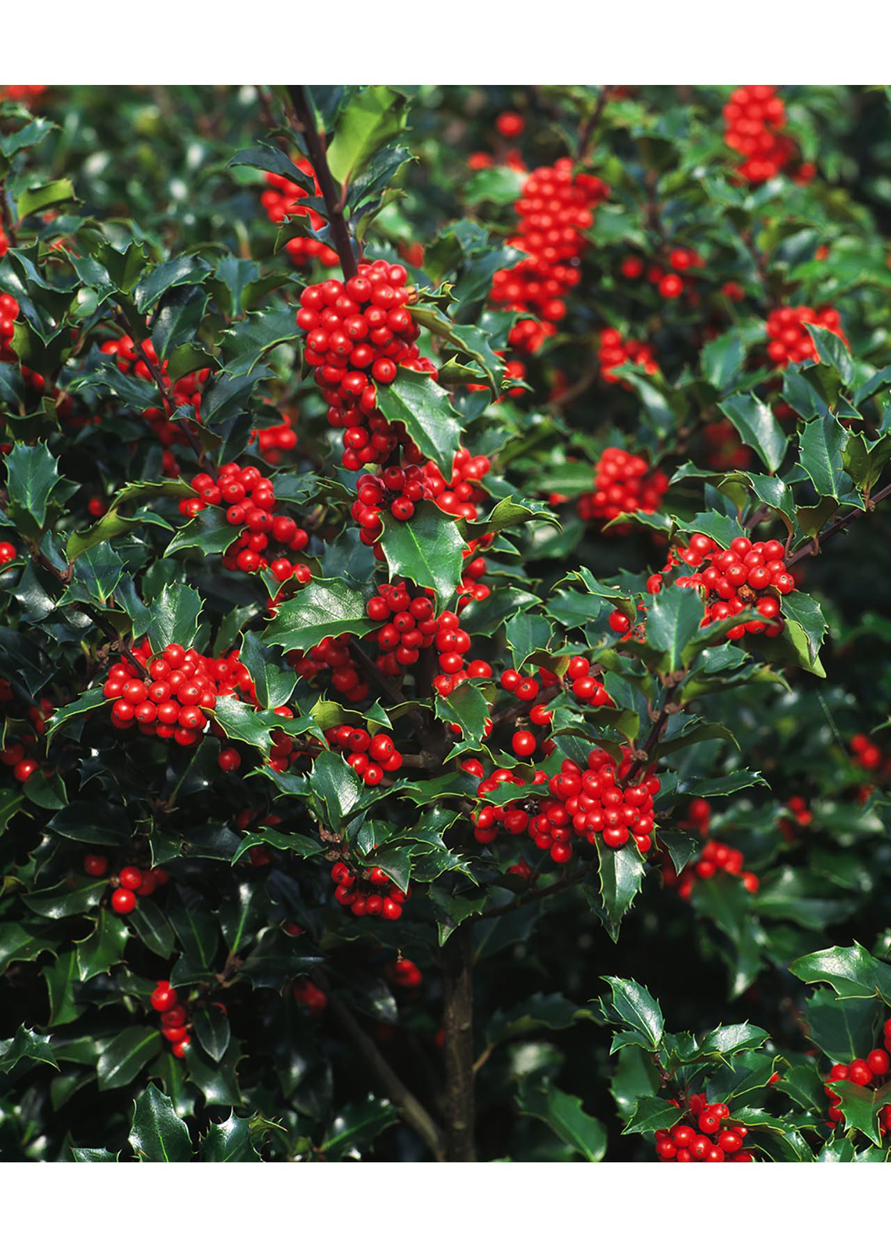 Ilex Blue Angel 2ltr