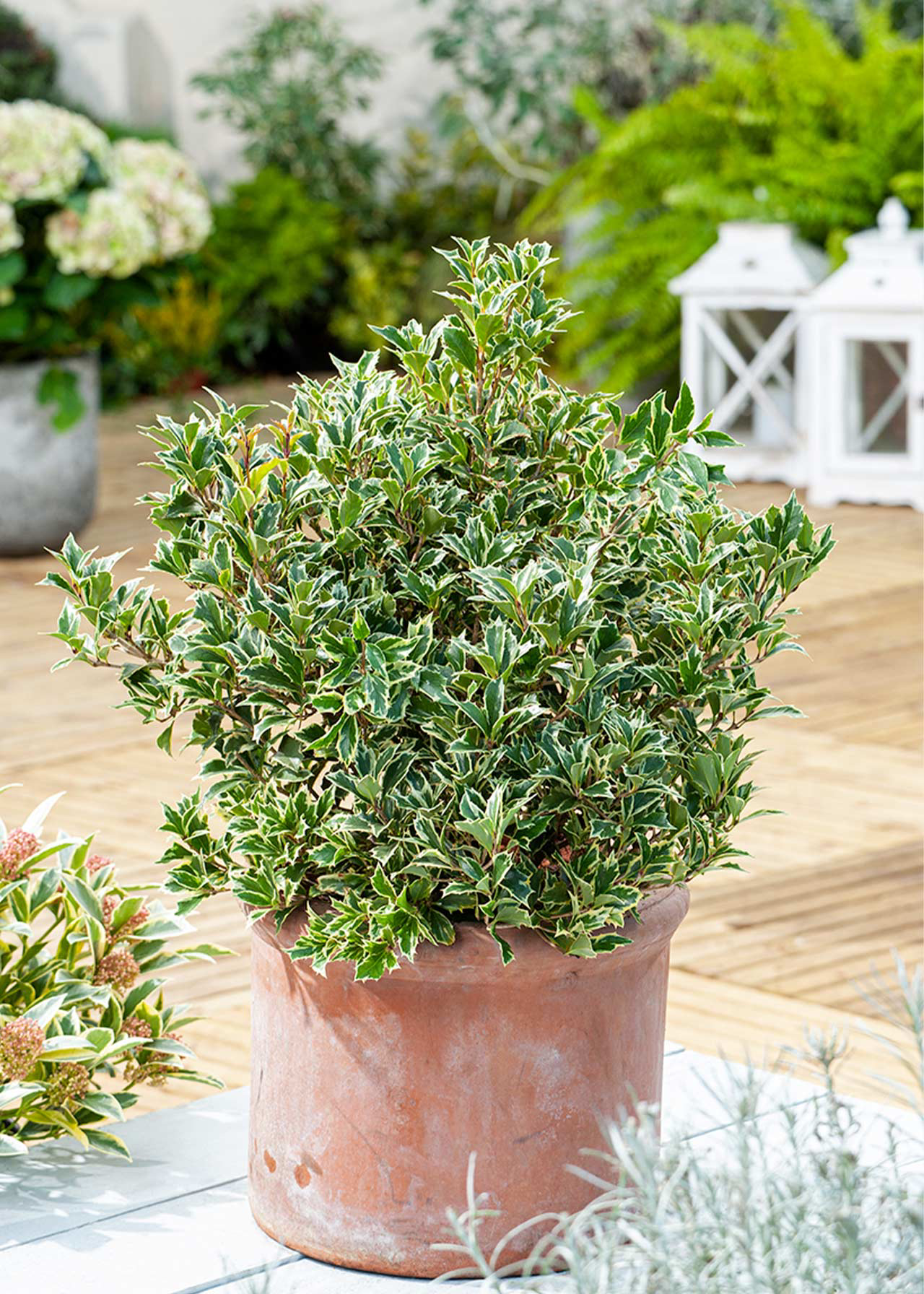 Osmanthus Purpureus 2ltr