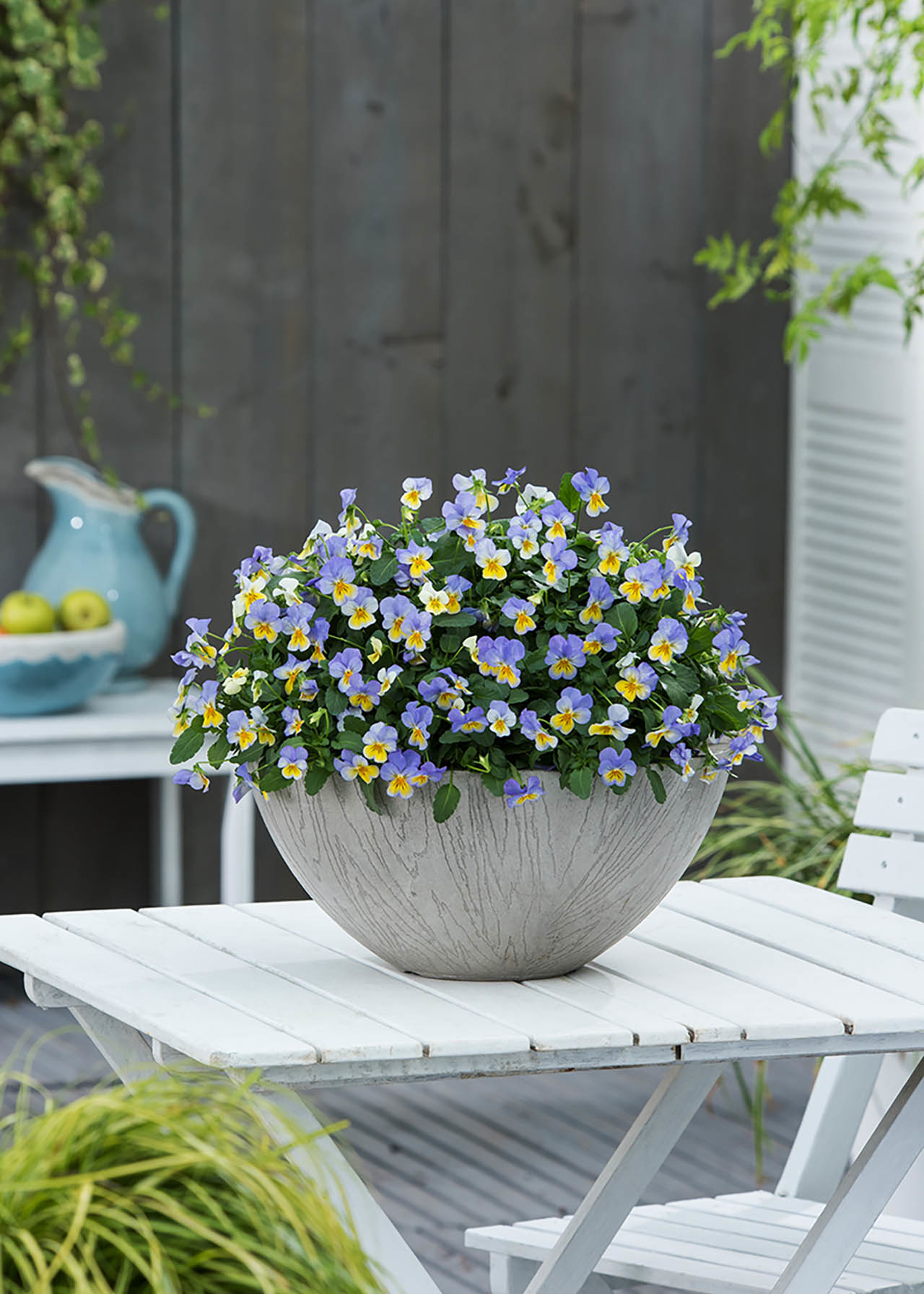 Viola Yellow Blue Wing 20pk