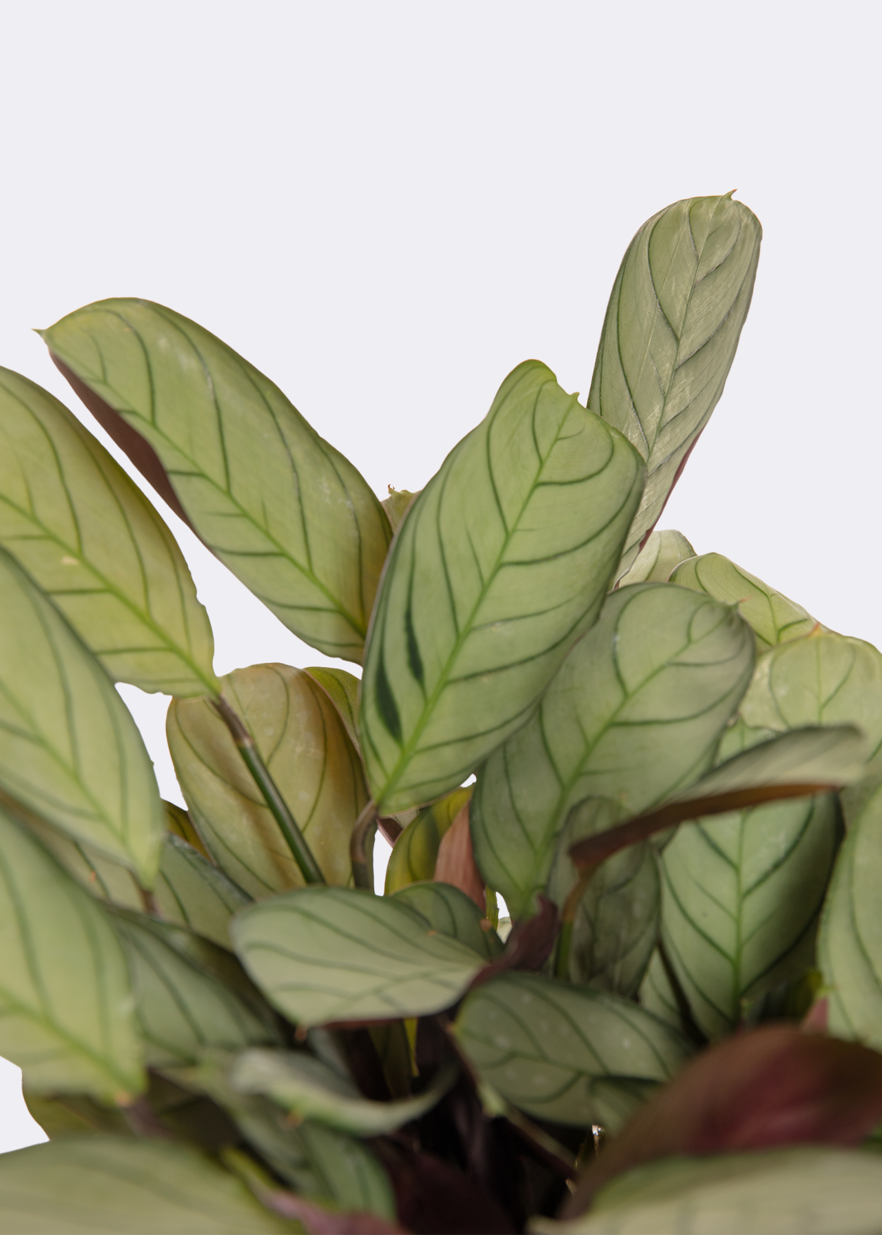 Ctenanthe 14cm