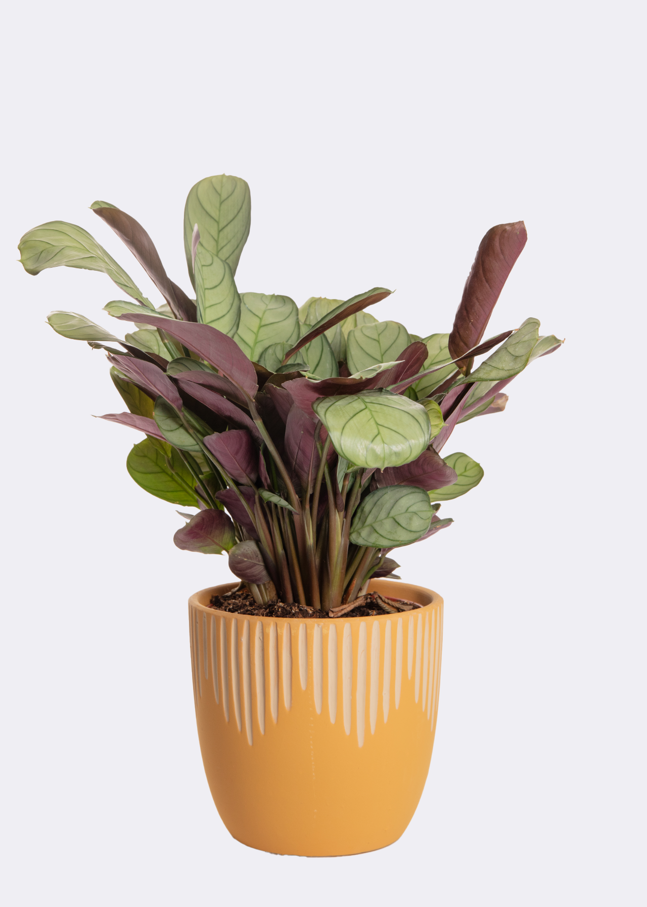 Ctenanthe 14cm