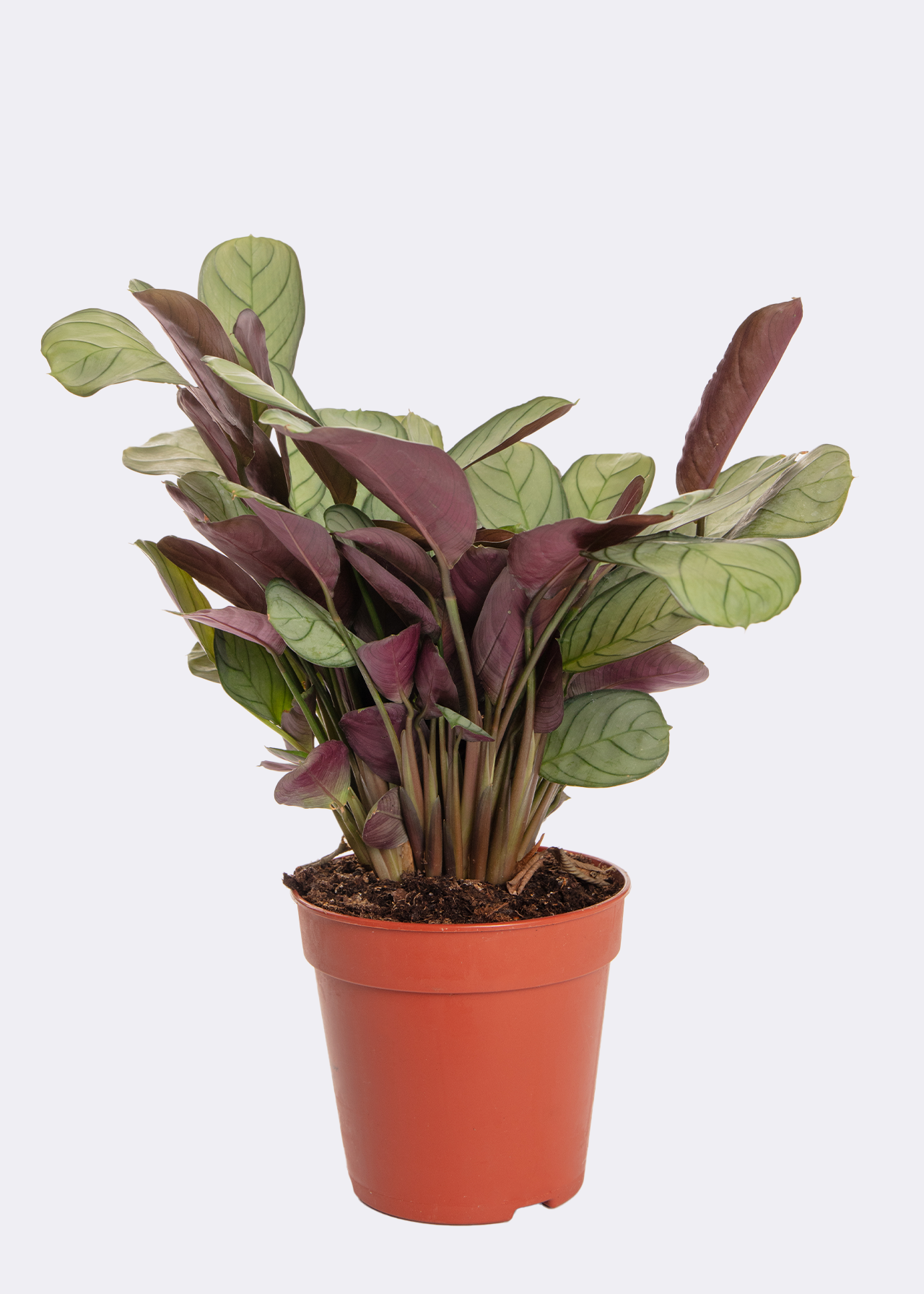 Ctenanthe 14cm