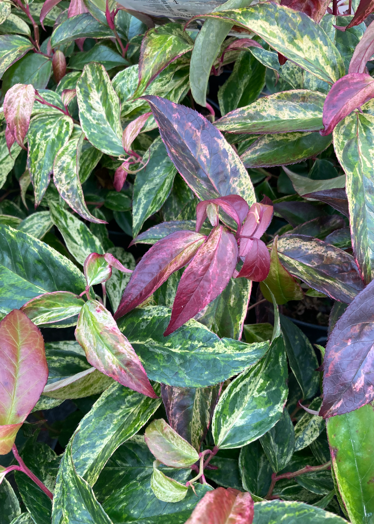 Leucothoe Rainbow 2ltr
