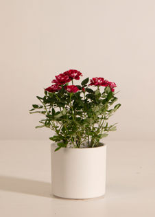 Gigi Rose 10.5cm