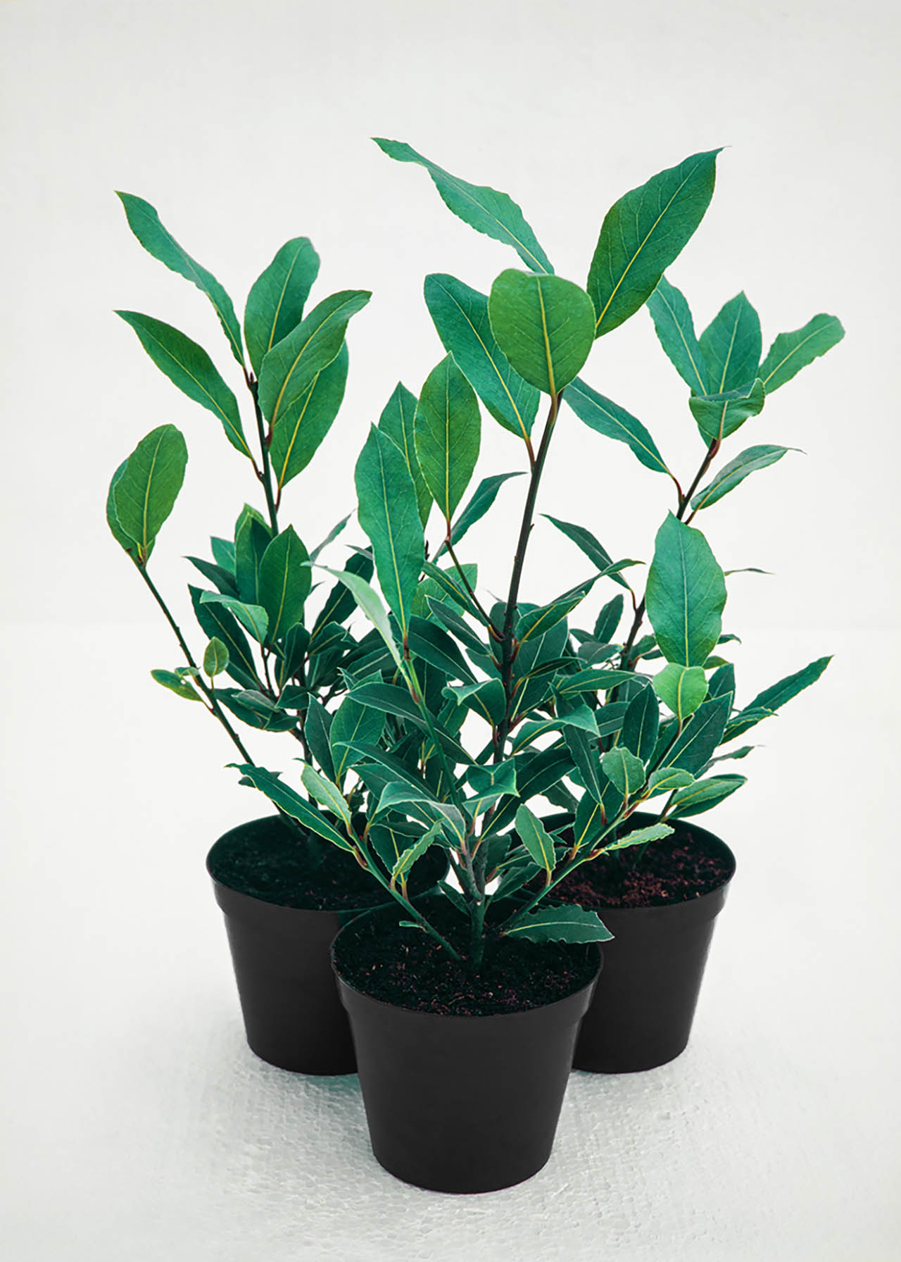Laurus Nobilis Kitchen Bay 1.5ltr