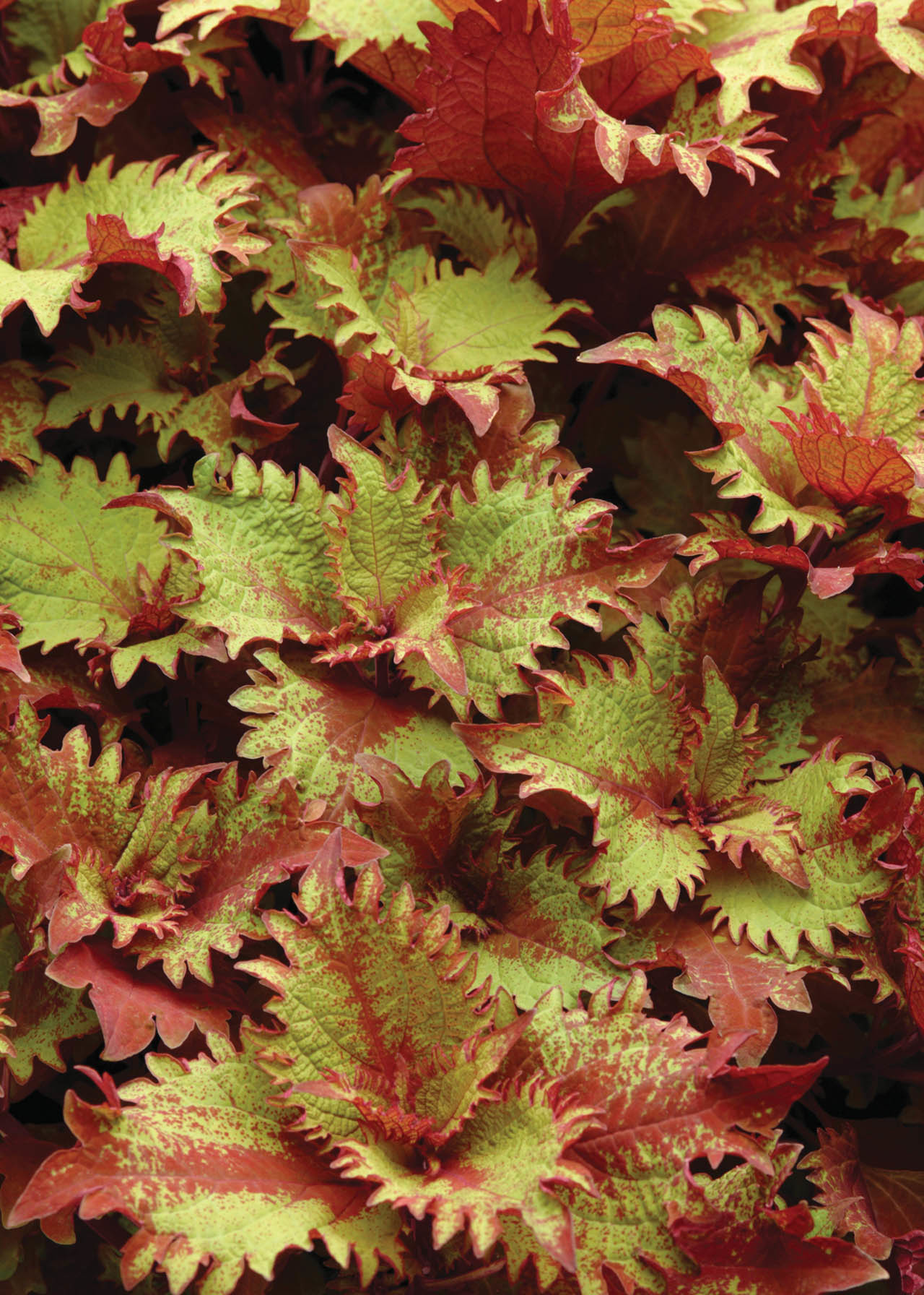 Coleus Henna 2ltr