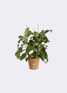 Elho Green Basics Growpot 19cm Terra