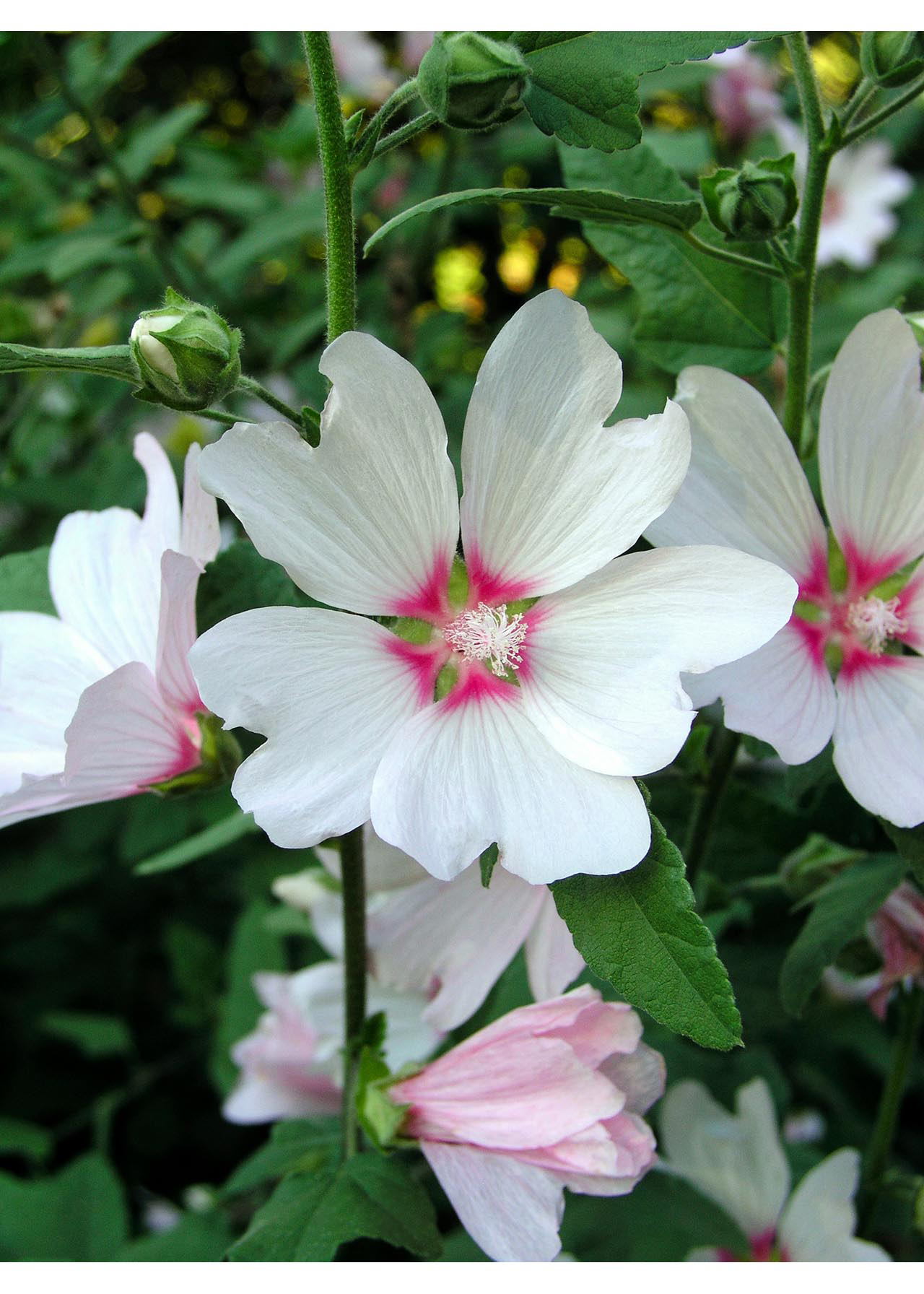 Lavatera Barnsley Baby 3ltr