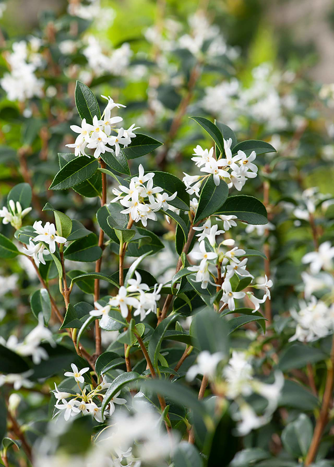 Osmanthus Burkwoodii 2ltr